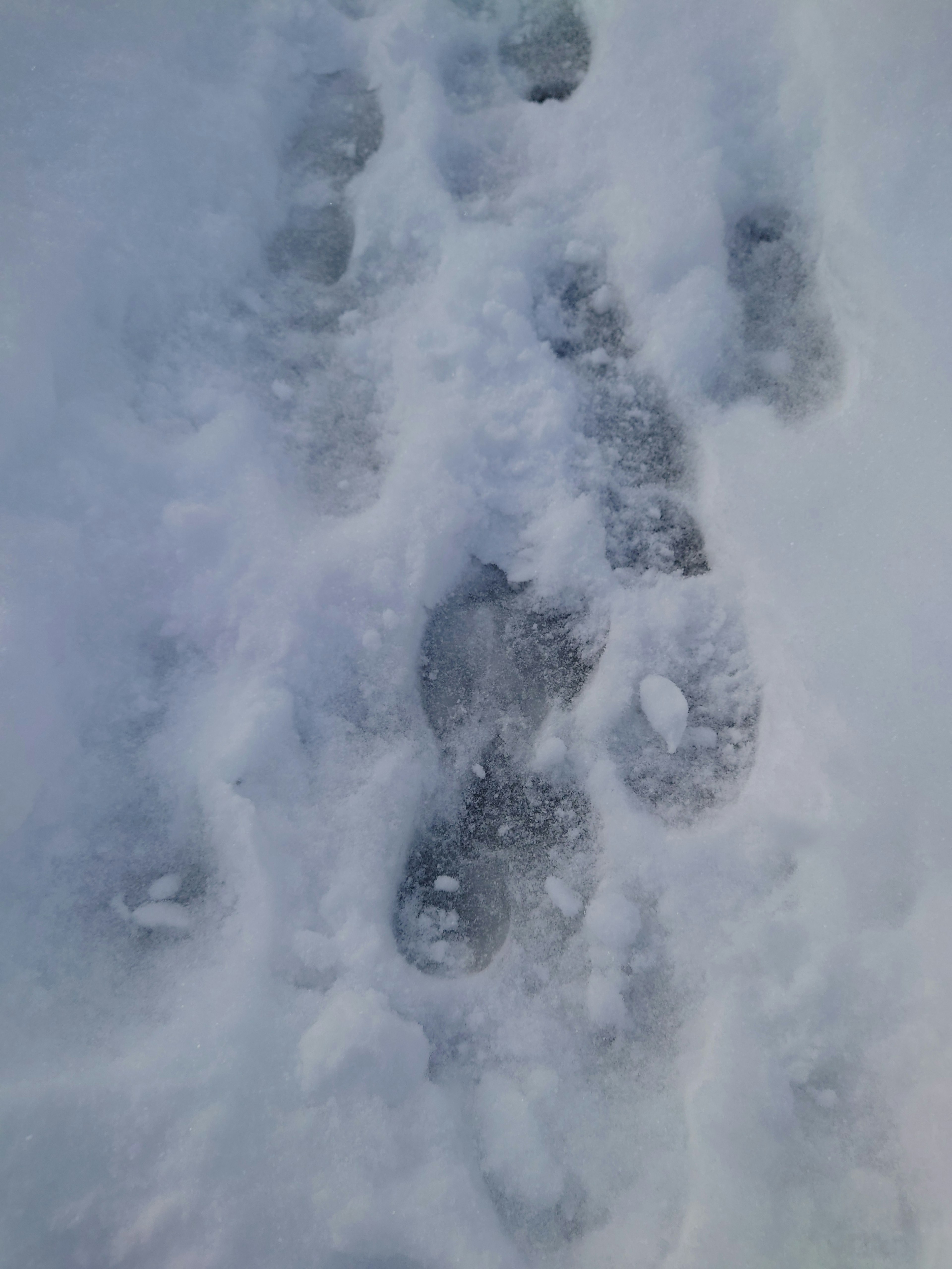 Gros plan sur des empreintes dans la neige