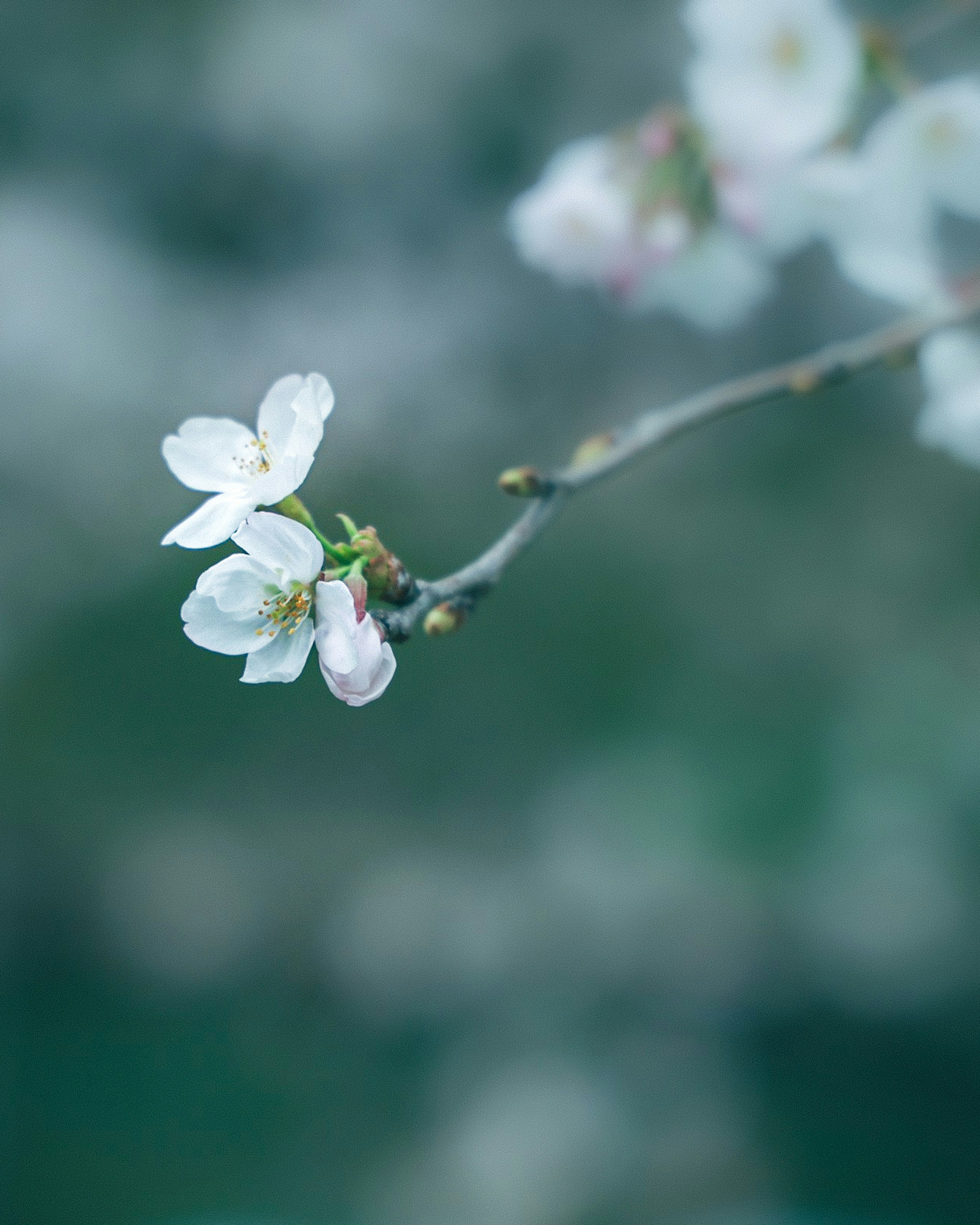 樱花在枝条上的特写，背景模糊的绿色