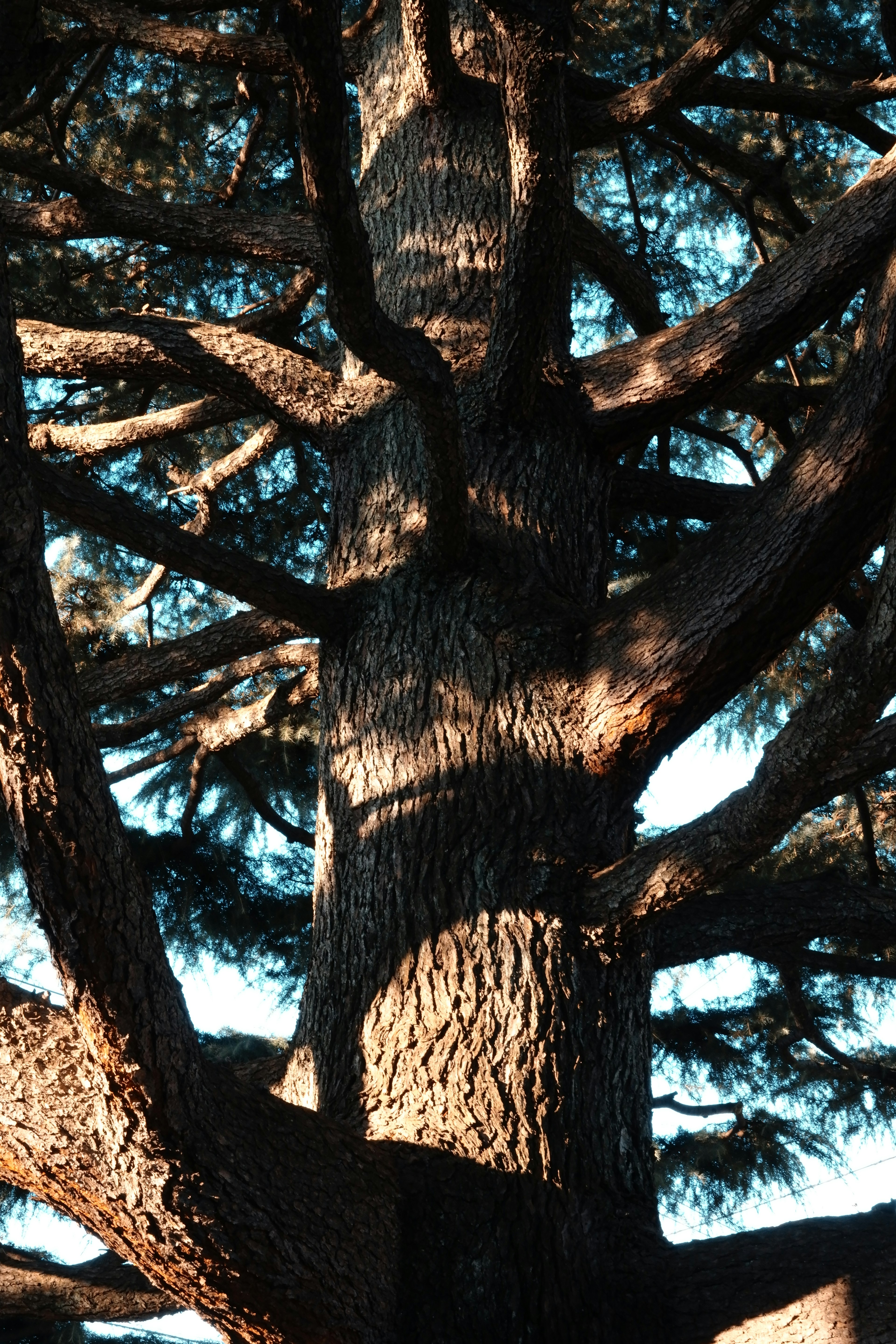 Image détaillée d'un grand tronc d'arbre et de branches