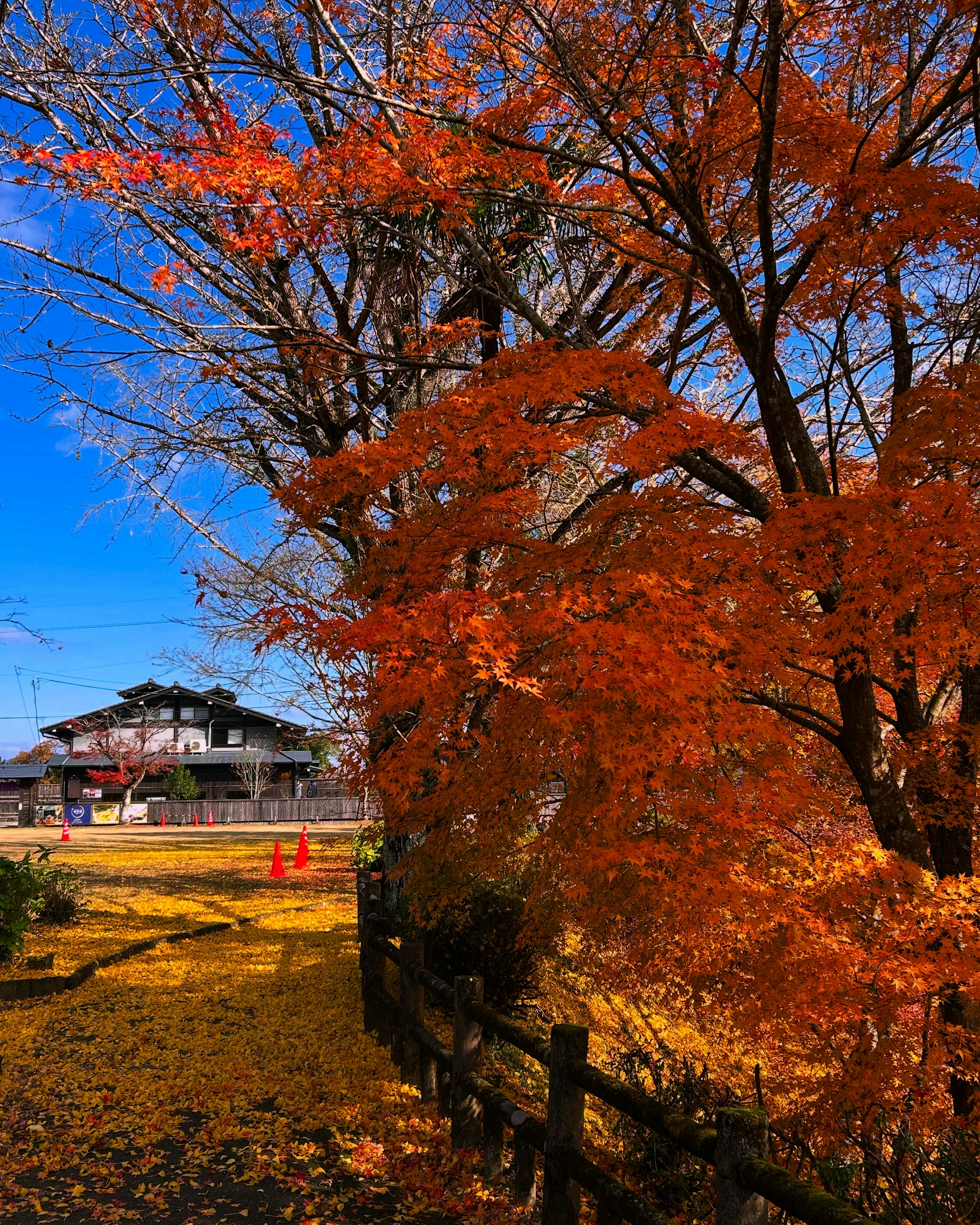 Scenic autumn foliage with vibrant orange leaves against a blue sky and an old house