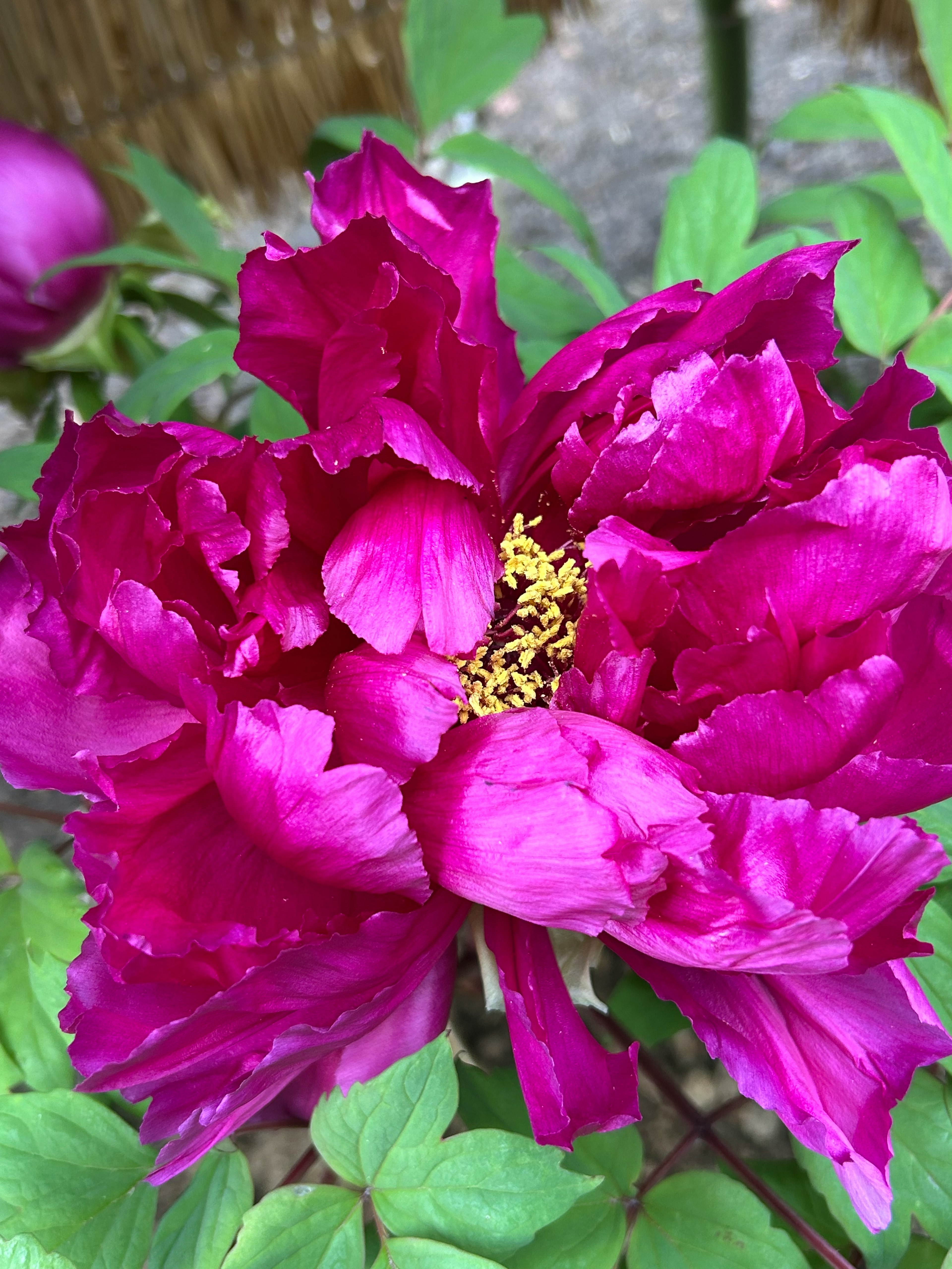 Bunga peony magenta yang cerah sedang mekar