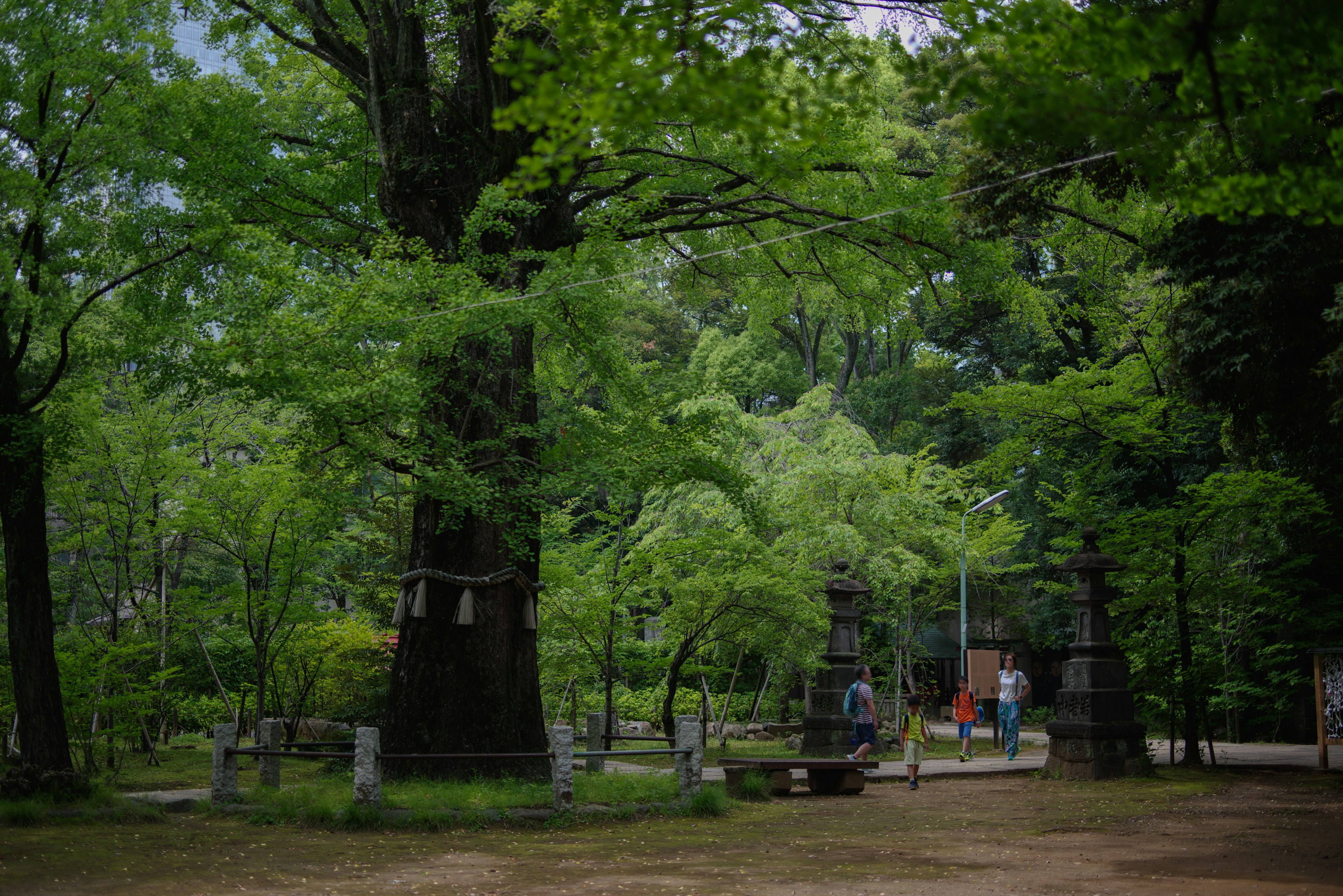 緑豊かな公園の風景に大きな木と遊ぶ人々が見える