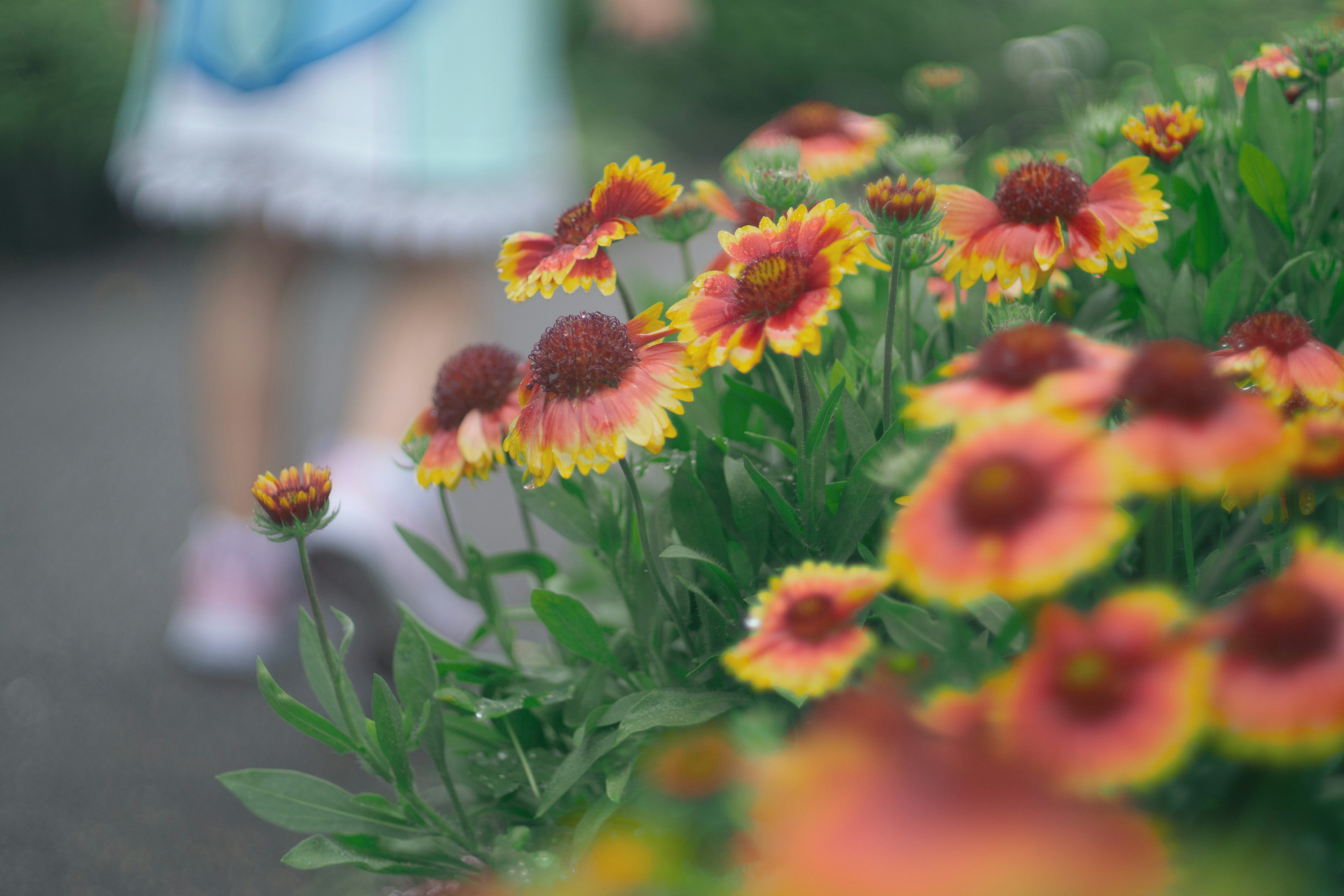 Fiori colorati che sbocciano in una scena di giardino con i piedi di un bambino sullo sfondo