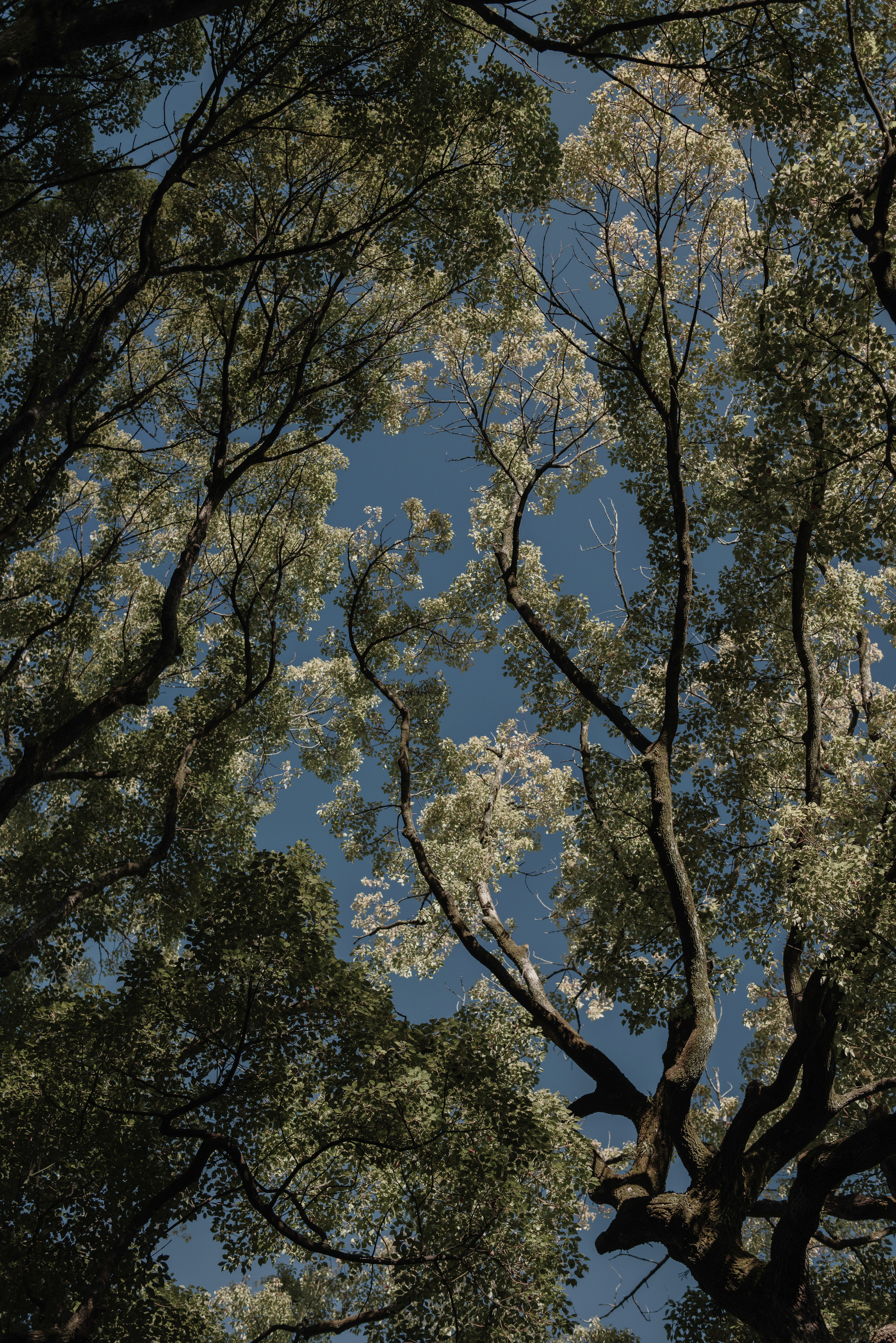 Primo piano di rami e foglie di albero contro un cielo blu