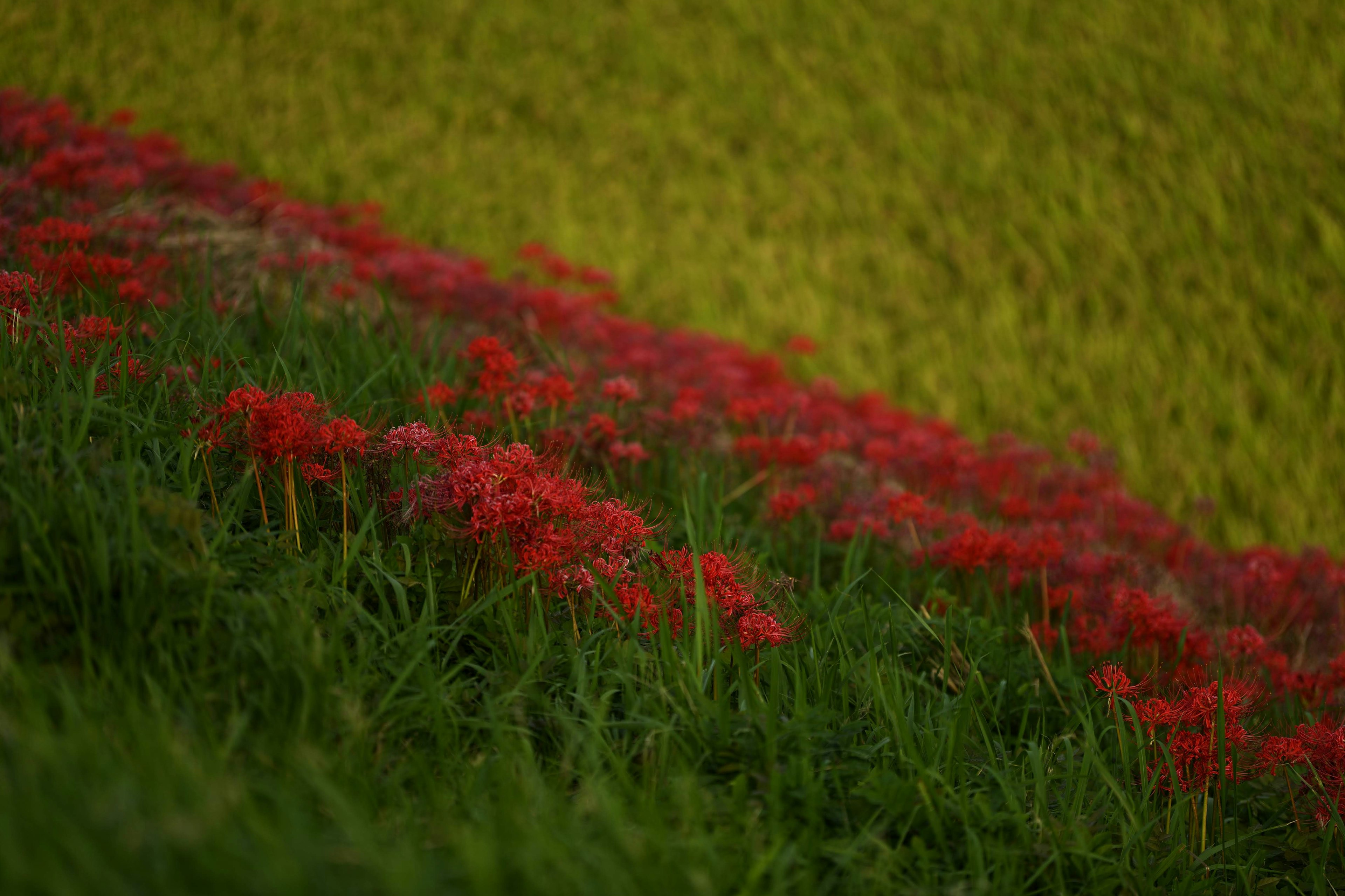 Eine Landschaft mit roten Blumen, die auf einem grünen Hang blühen