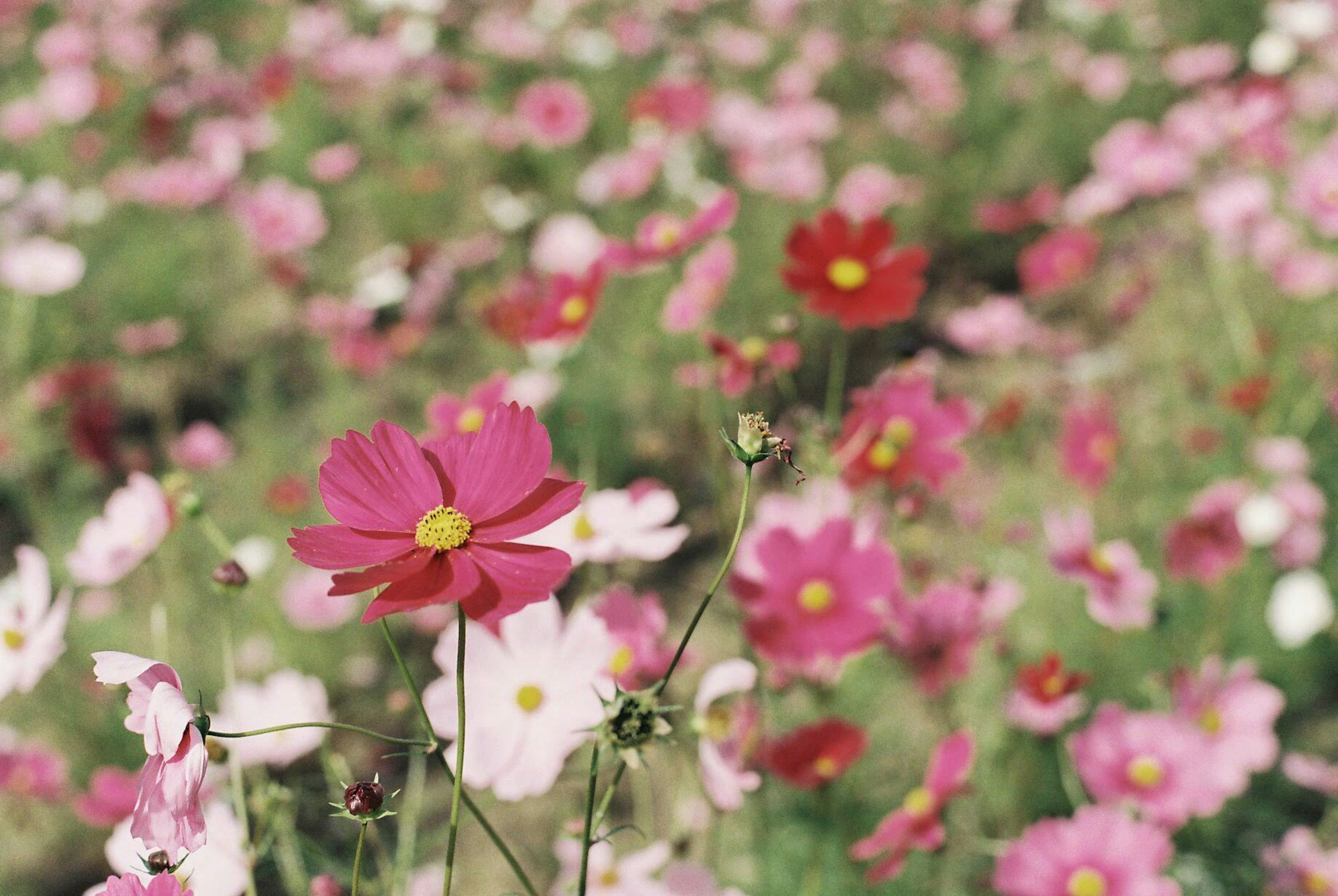 Un campo de flores de cosmos de colores en varias tonalidades de rosa