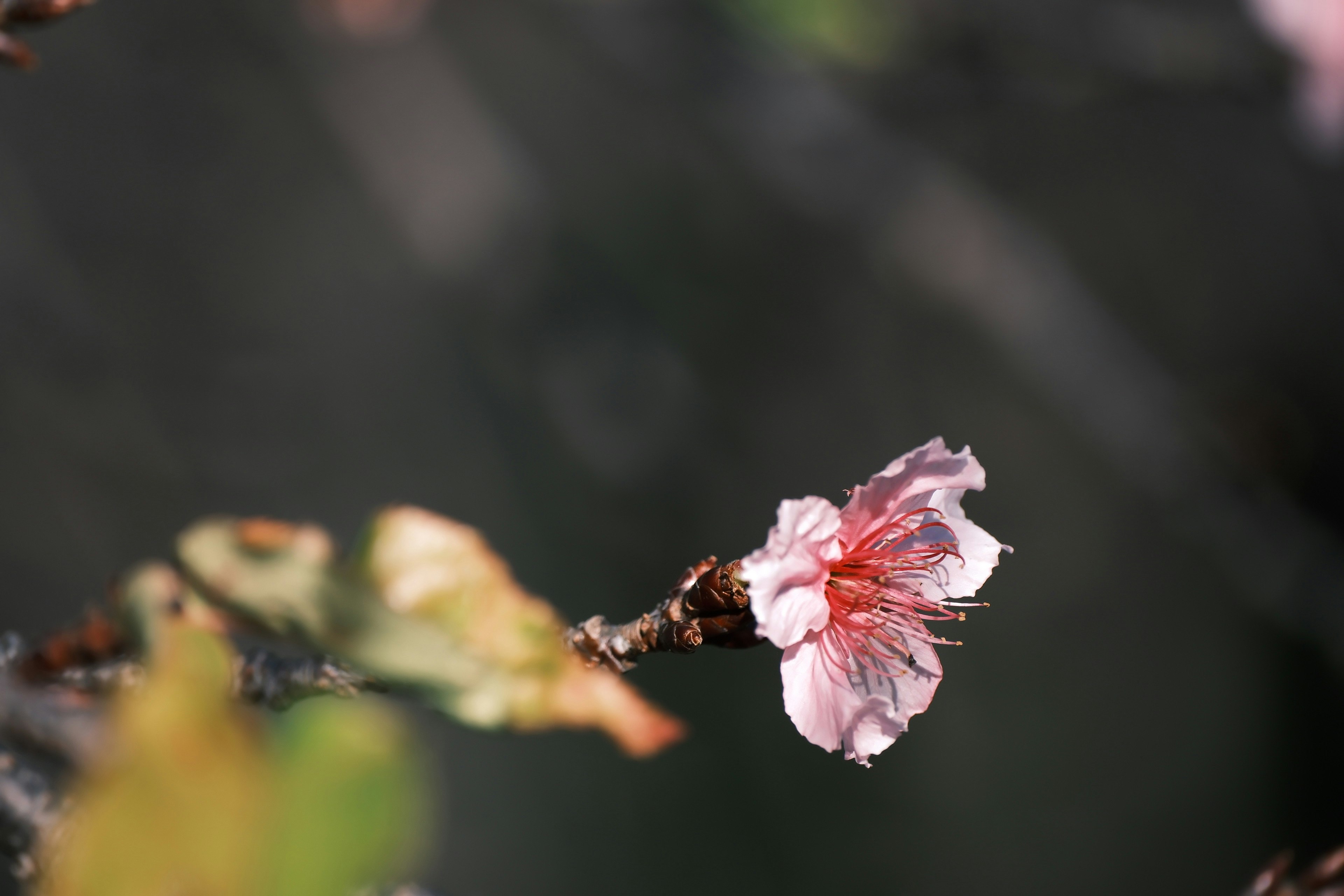 Primo piano di un fiore di pesco in fiore con petali rosa chiaro e foglie verdi