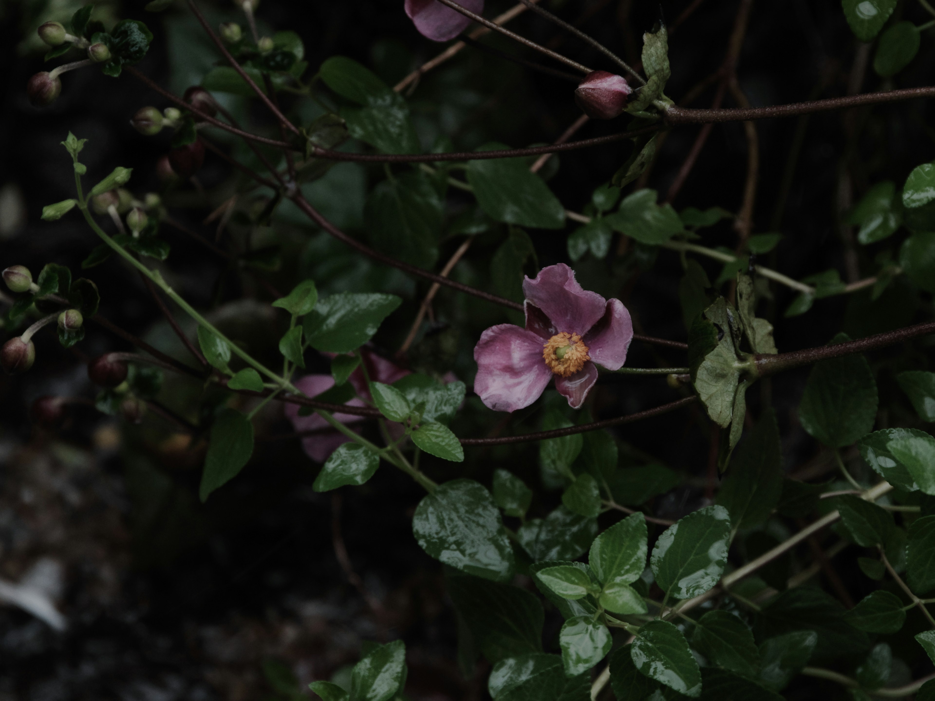 暗い背景に咲く薄紫色の花と緑の葉