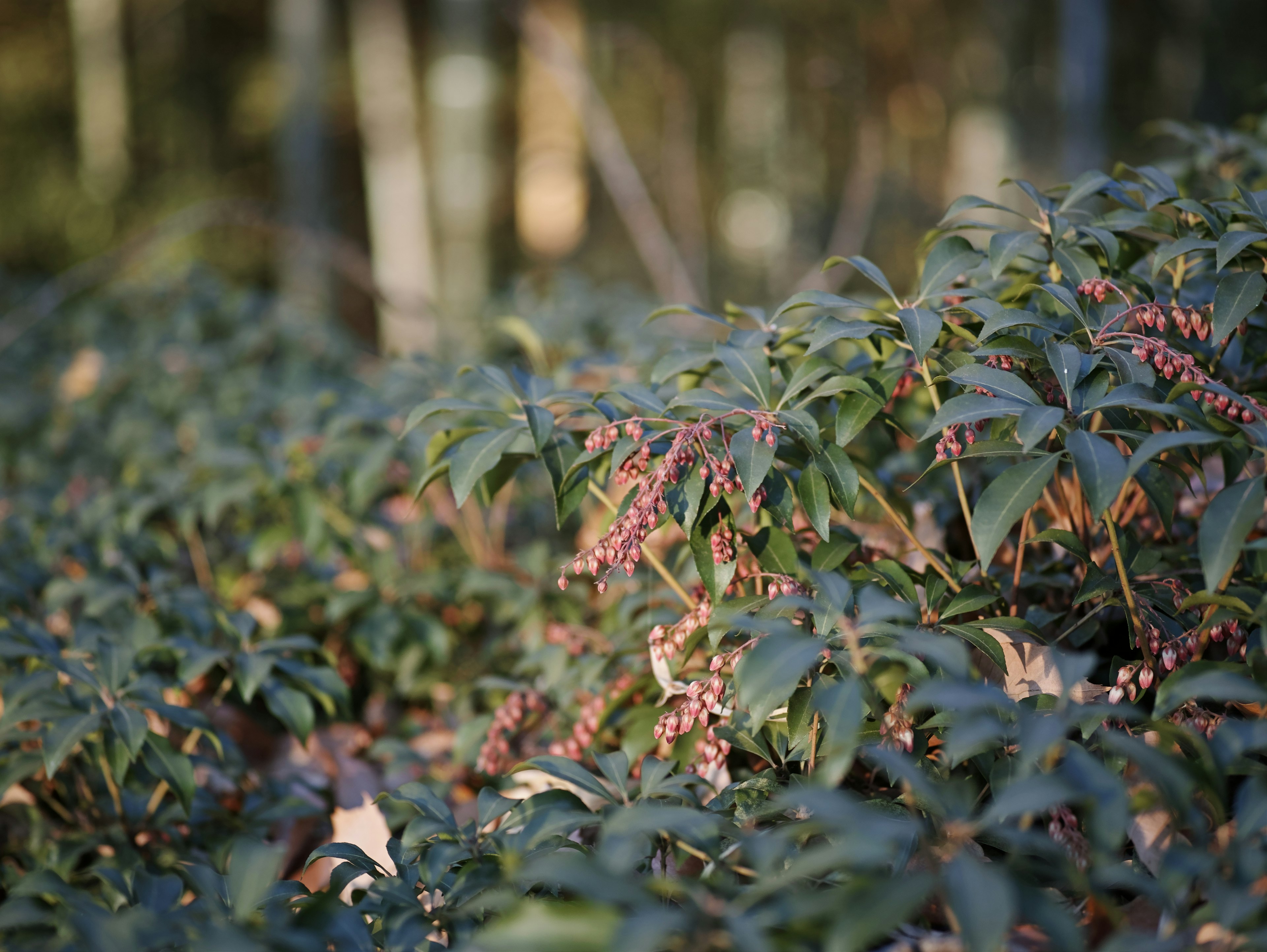 緑の葉とピンクの実を持つ植物のクローズアップ写真