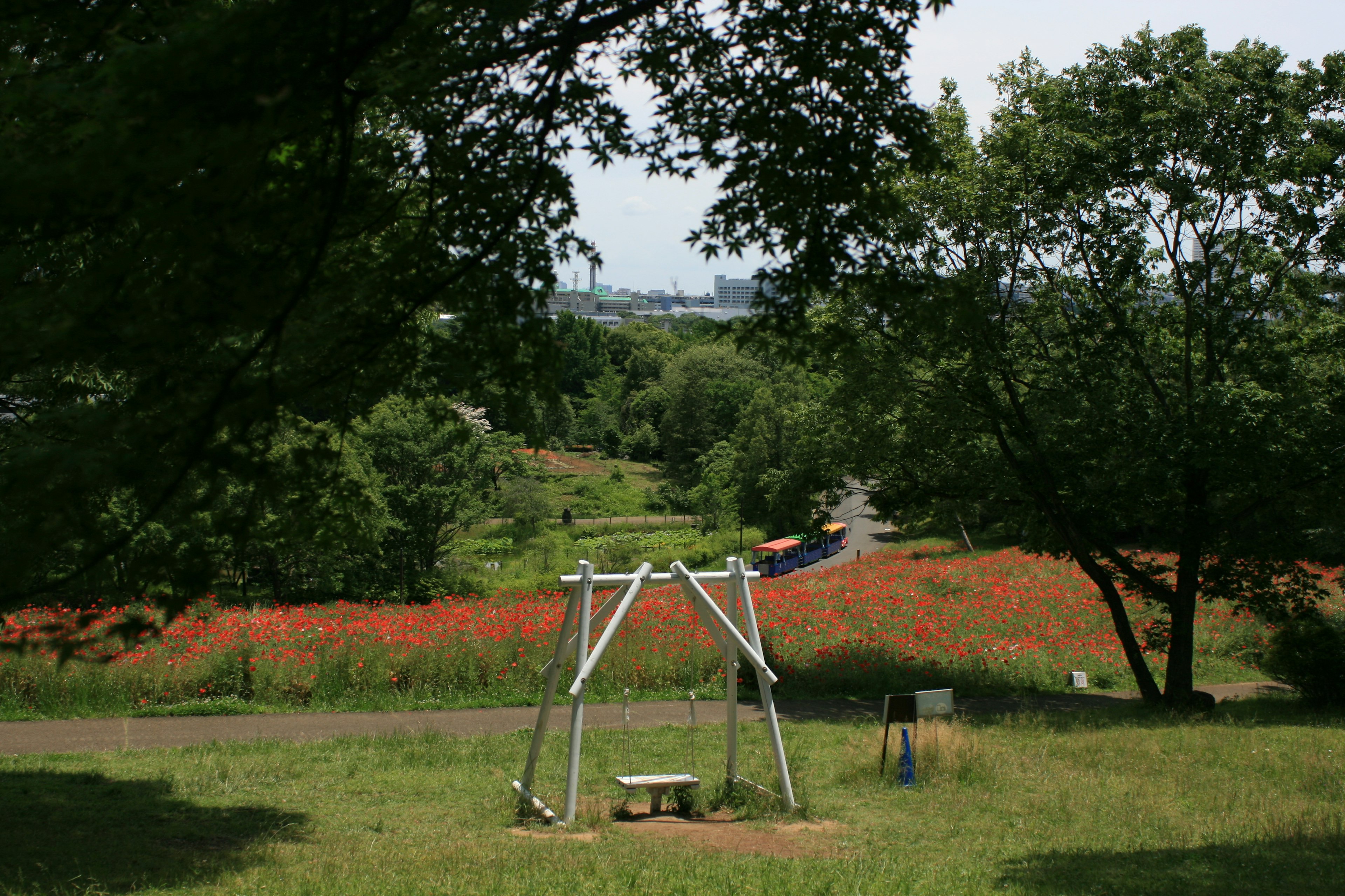 Columpio en un parque verde con campo de flores rojas