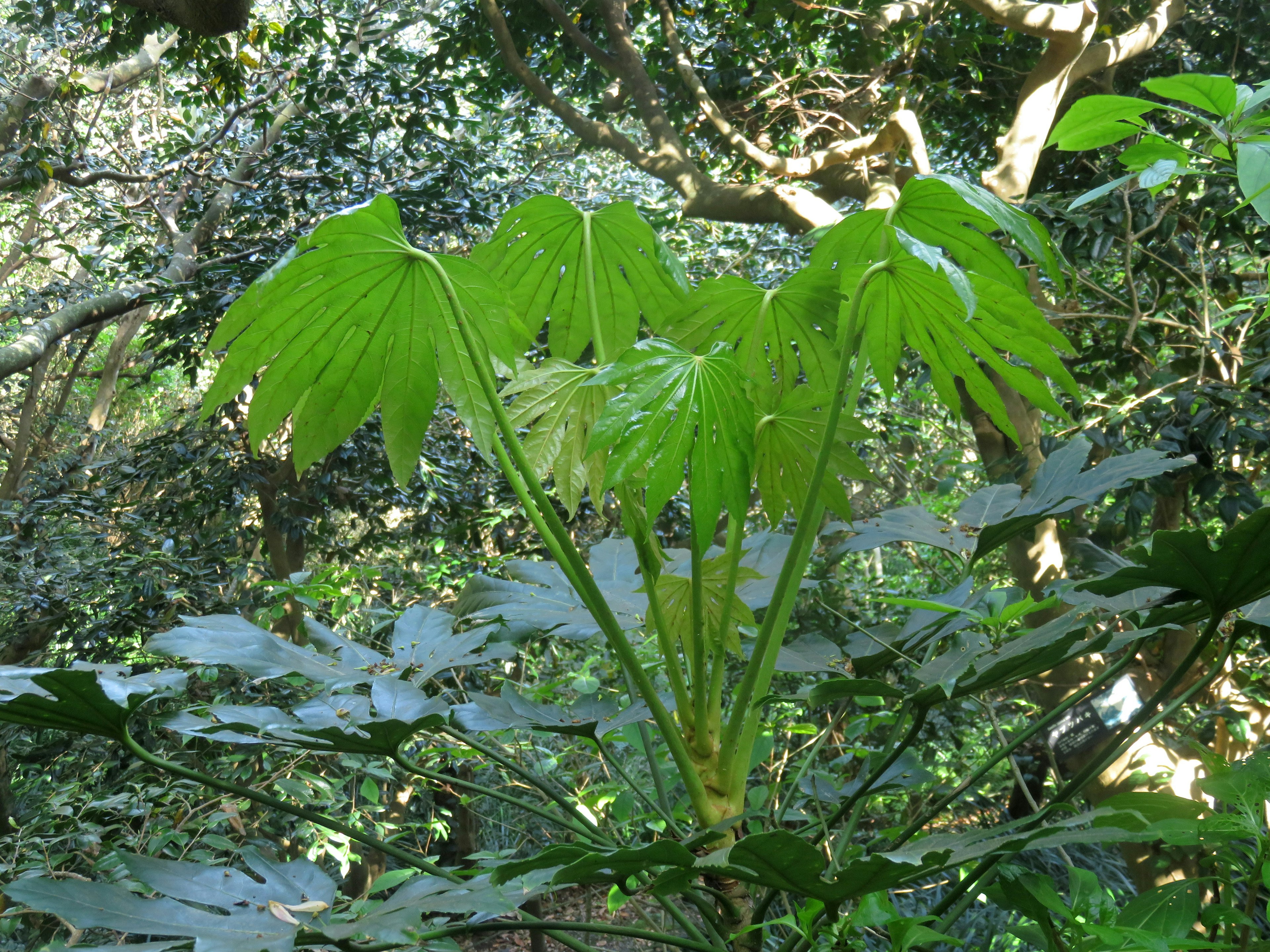 Lush green plant with large fan-shaped leaves in a forested area