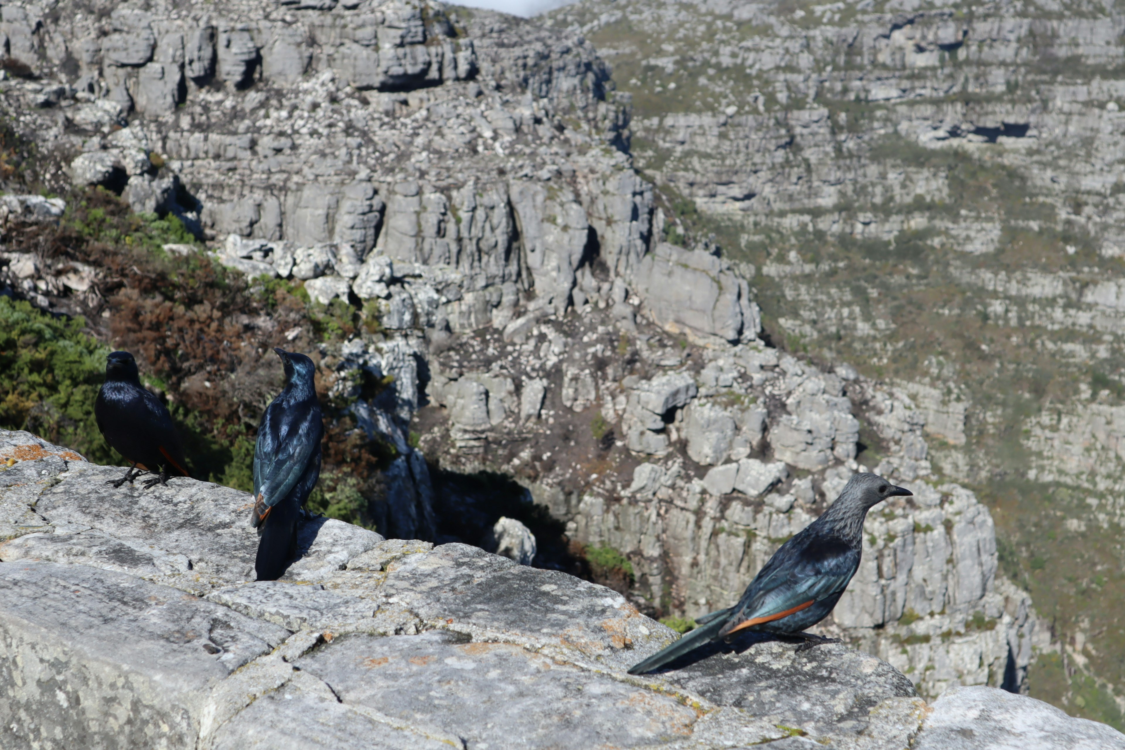 Cuervos posados en un borde rocoso con un paisaje montañoso