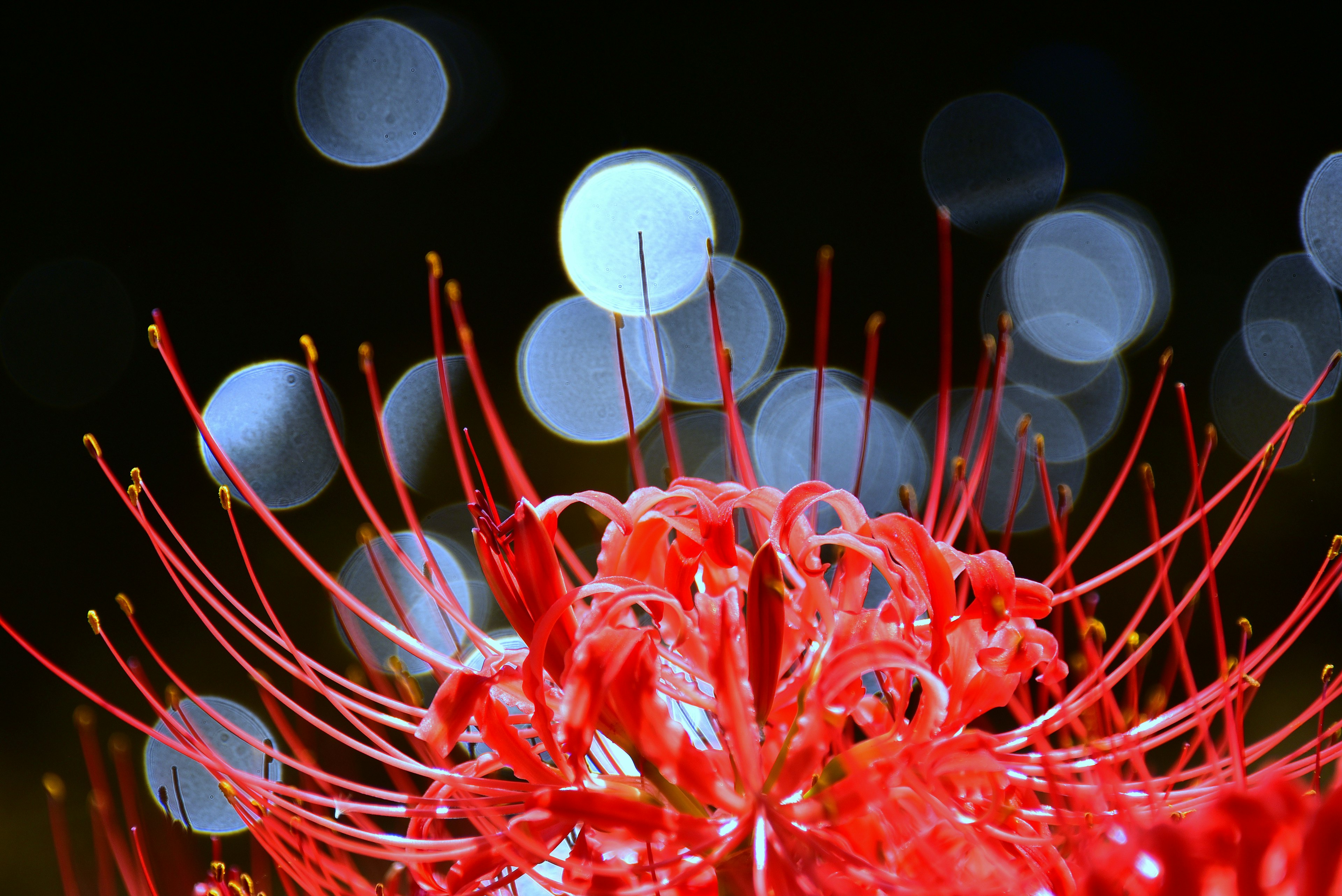 Close-up of a vibrant red flower with blurred blue lights in the background