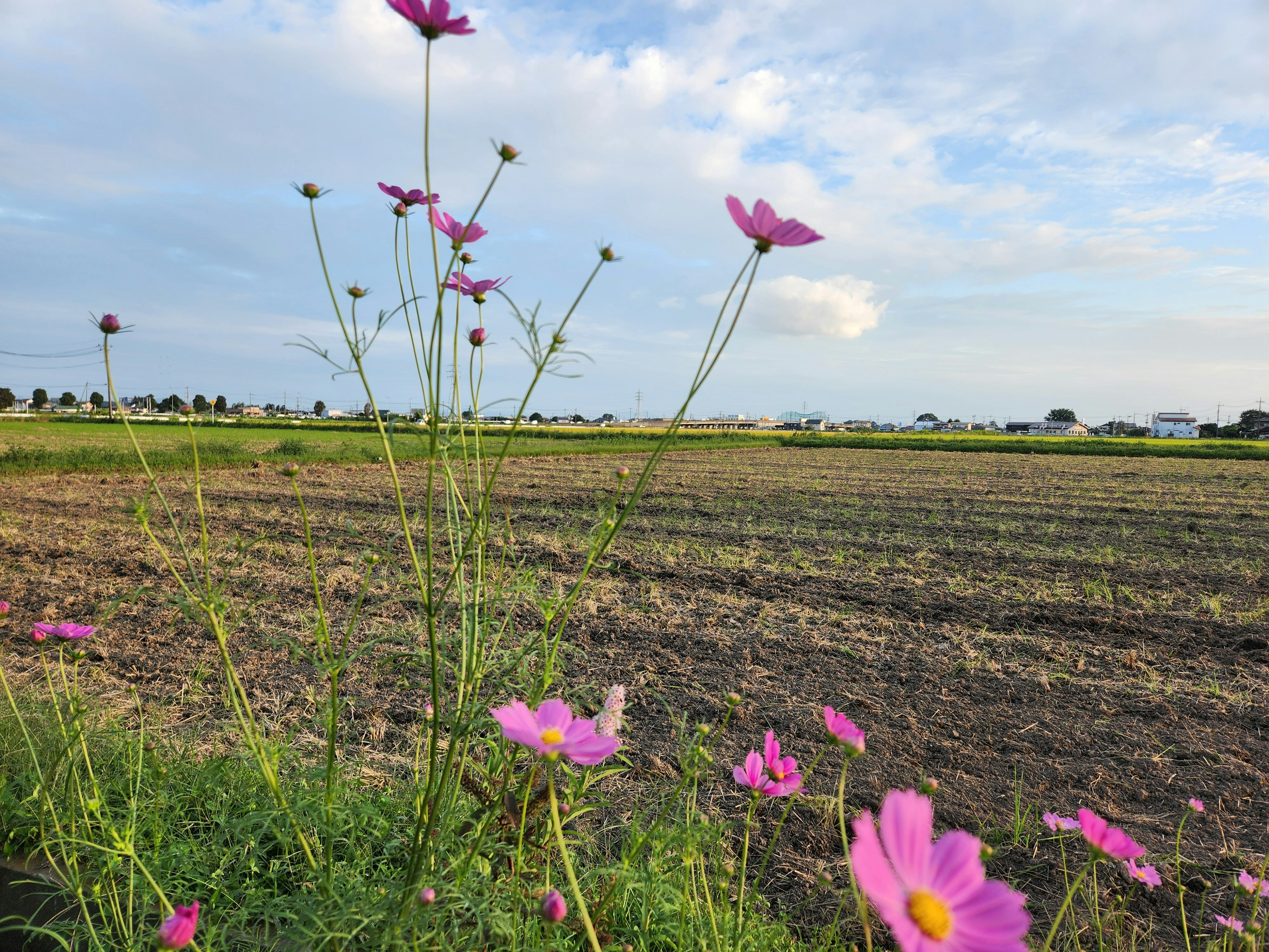 空に広がる雲と緑の田畑に咲くピンクのコスモスの花