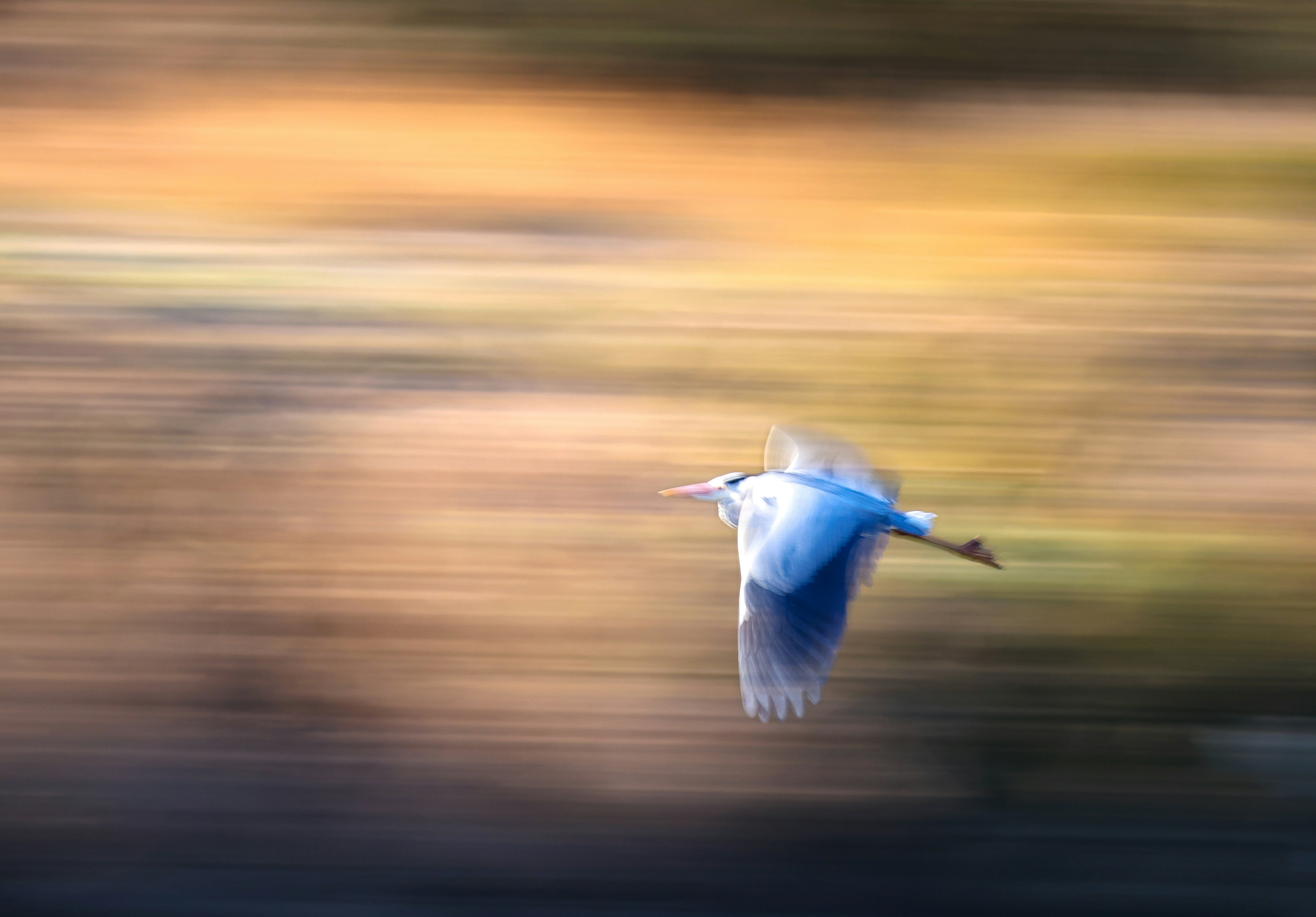 青い鳥が背景のぼかしの中を飛んでいる