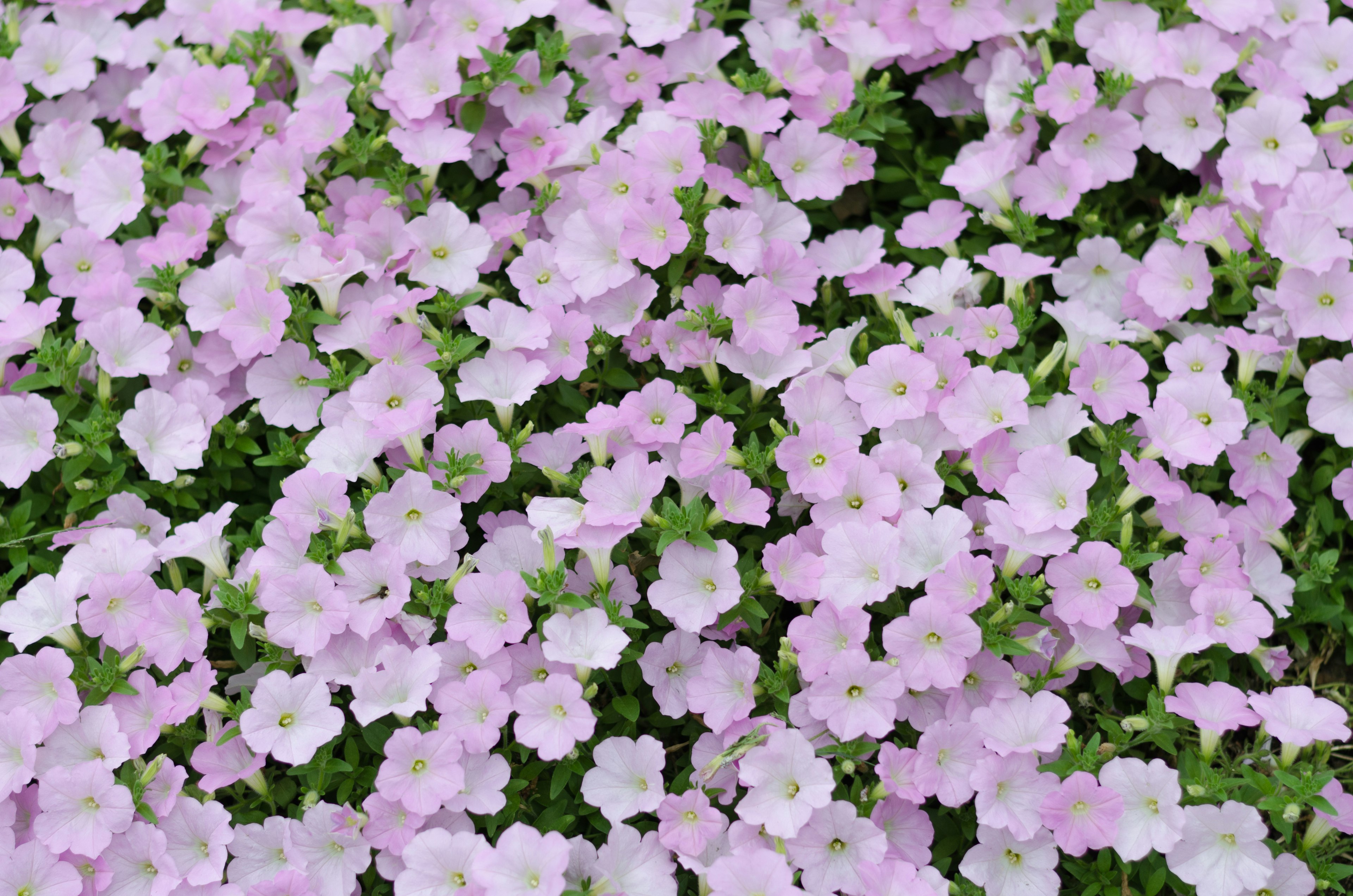 Une belle vue de fleurs roses claires densément regroupées