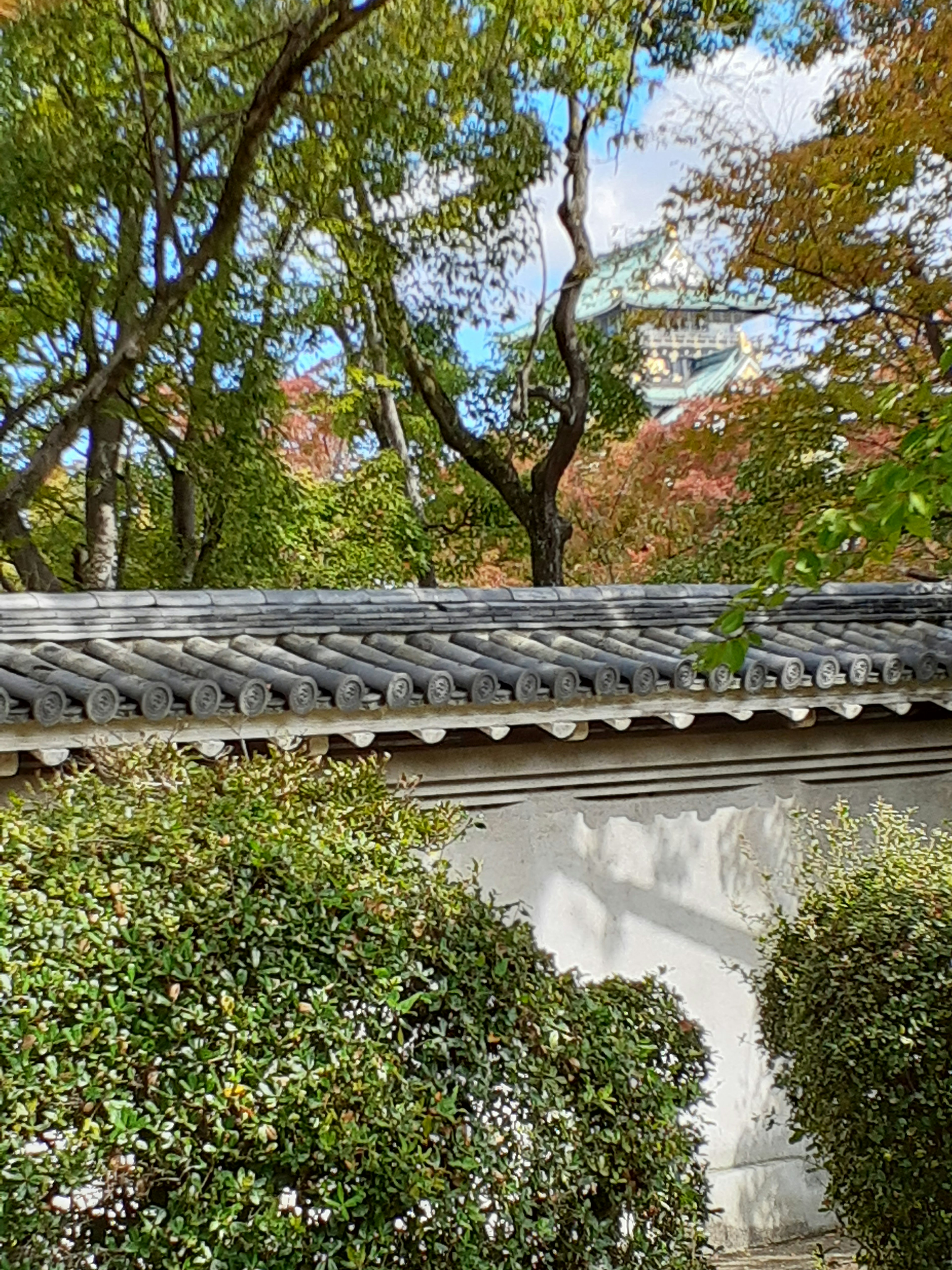 木々と紅葉に囲まれた日本の伝統的な建物の屋根の部分