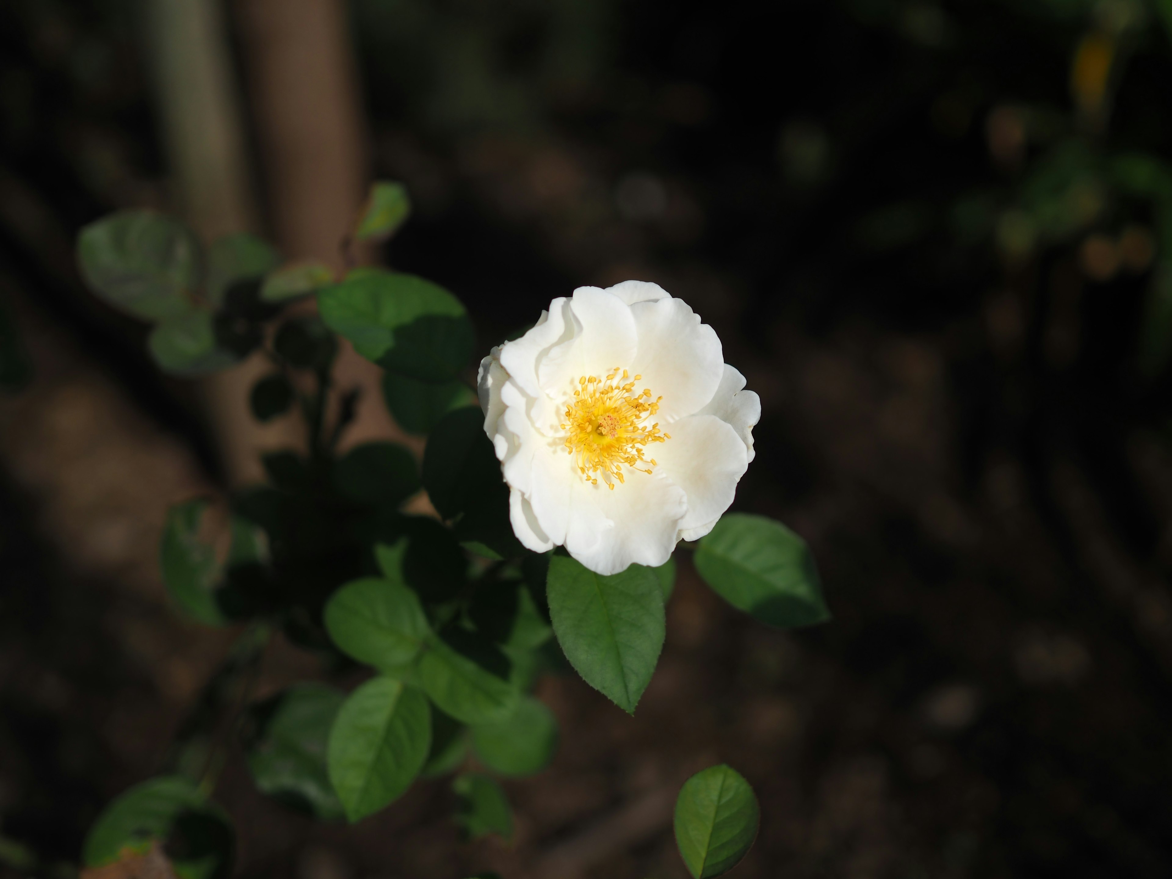 Nahaufnahme einer weißen Blume mit gelbem Zentrum und grünen Blättern