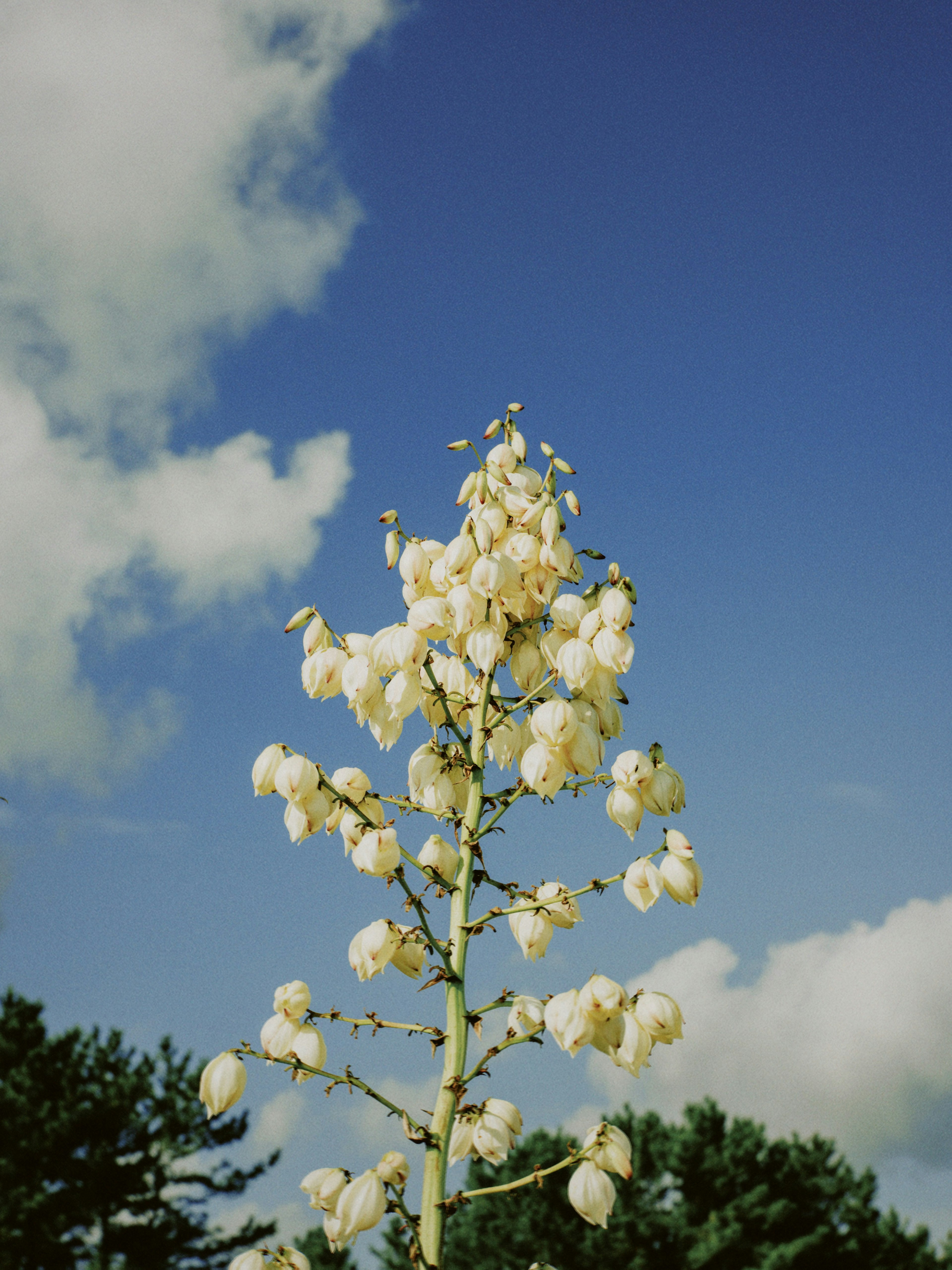 青空の下に立つ白い花を持つ植物の高い茎