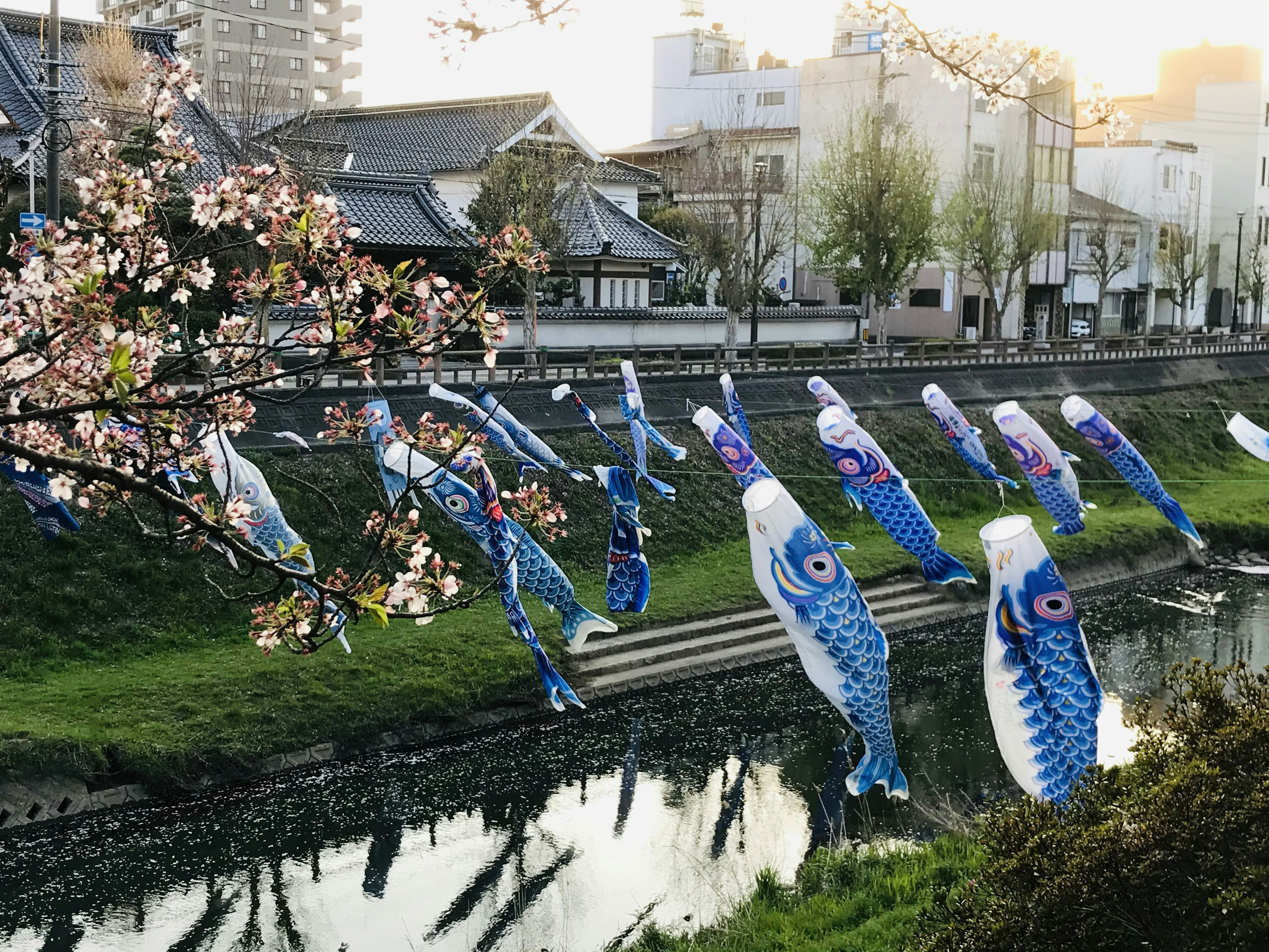 Drapeaux de koi nobori colorés suspendus au-dessus d'une rivière avec des cerisiers en fleurs