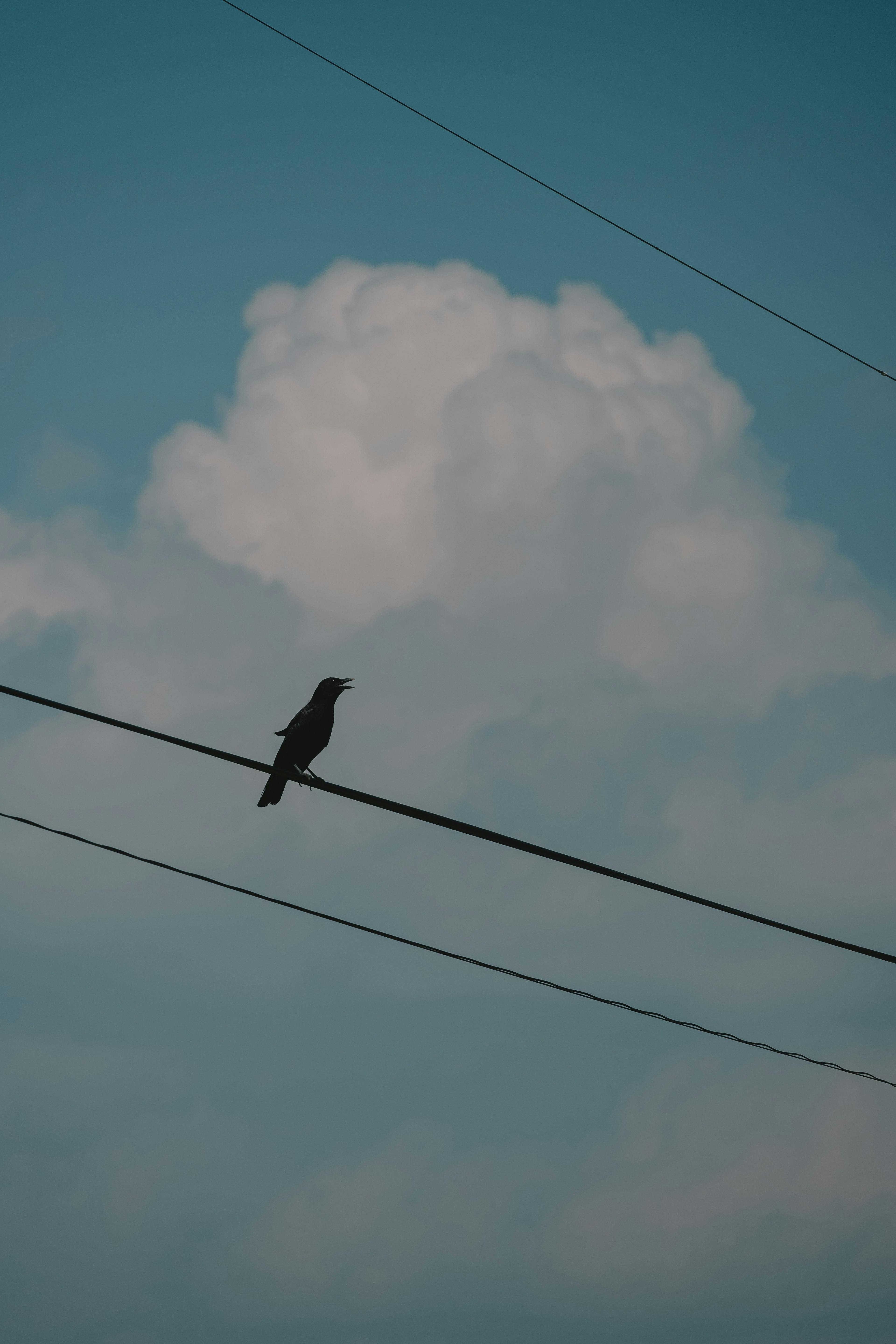 青空に浮かぶ雲と電線に止まる鳥のシルエット