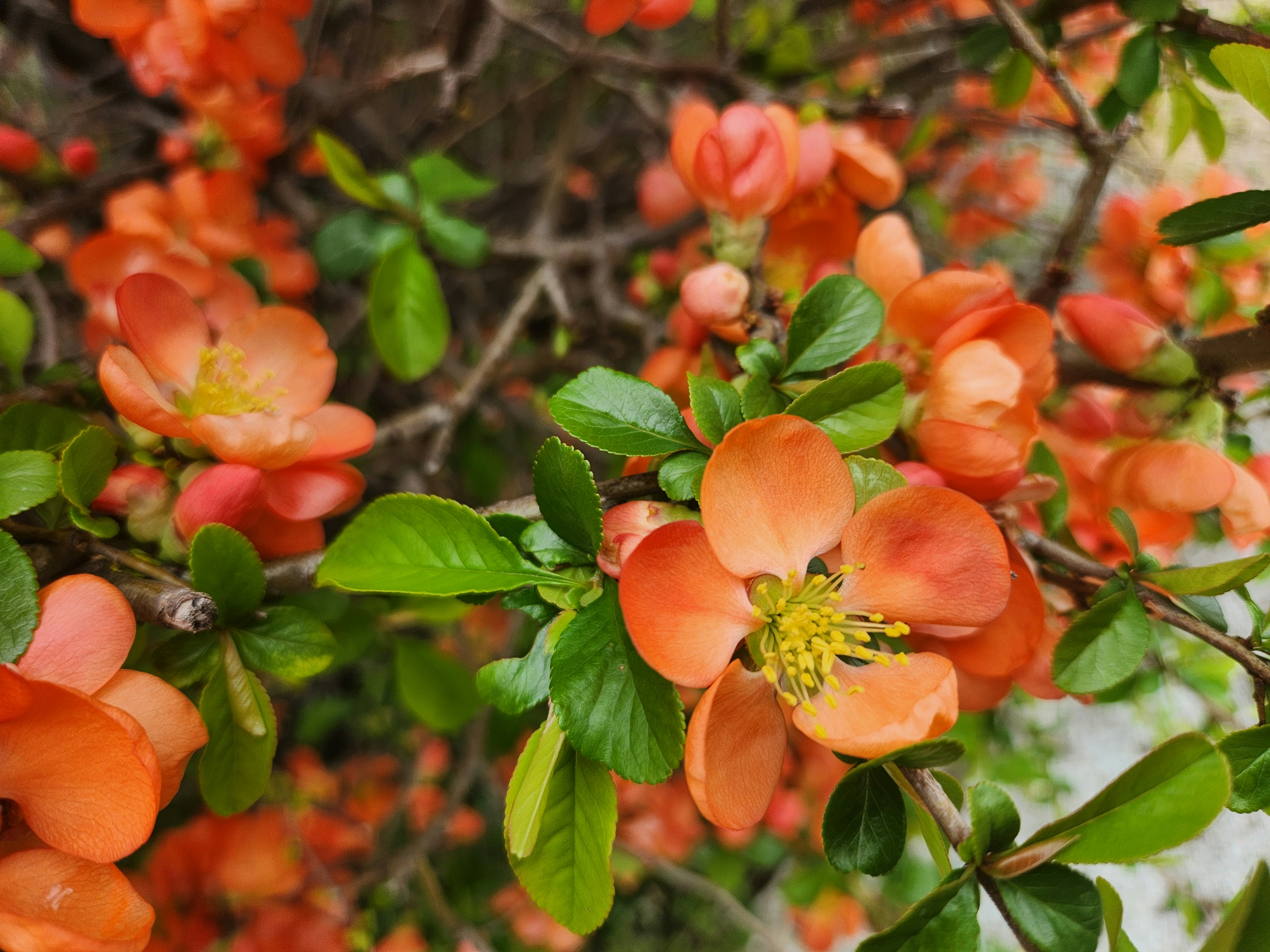 Nahaufnahme von lebhaften orangefarbenen Blumen und grünen Blättern an einer Pflanze