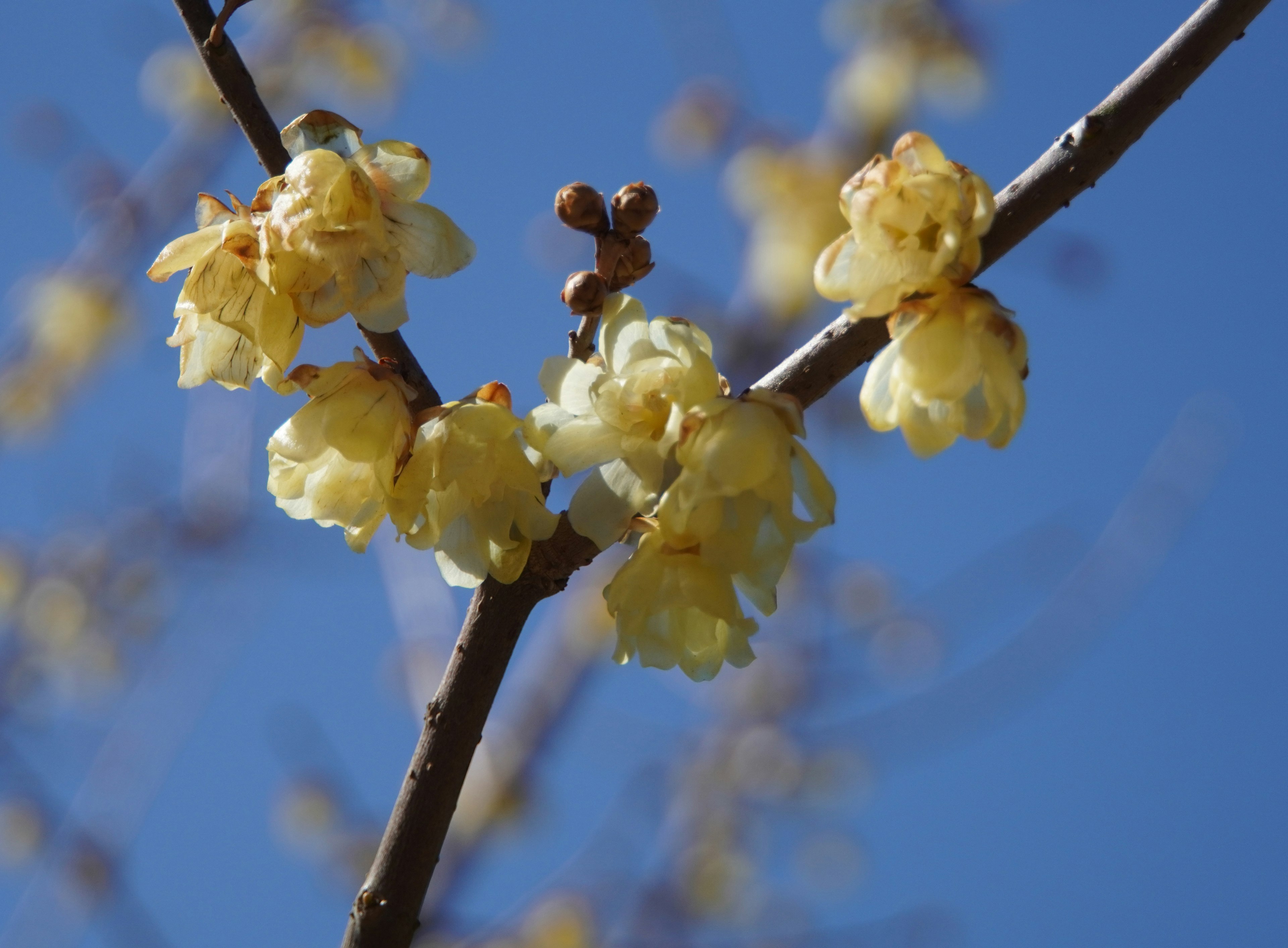 Close-up of yellow flowers blooming under bright blue sky