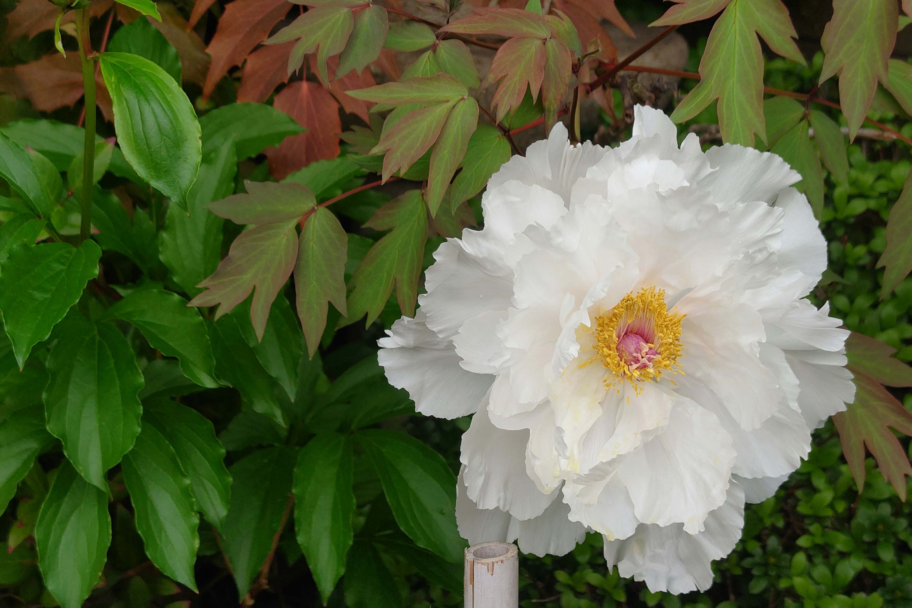 White flower with yellow center surrounded by green leaves