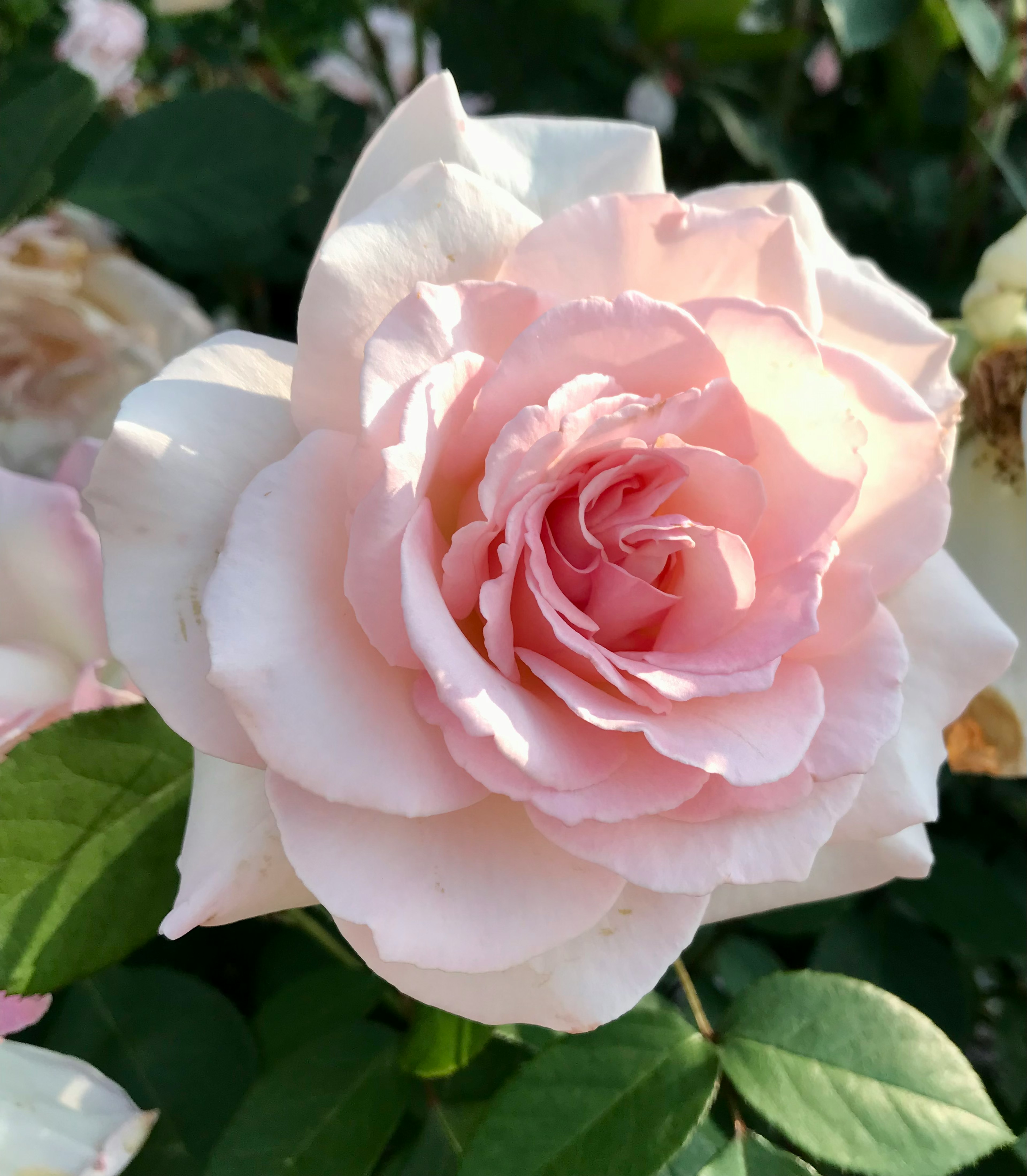 Une belle rose rose clair en pleine floraison