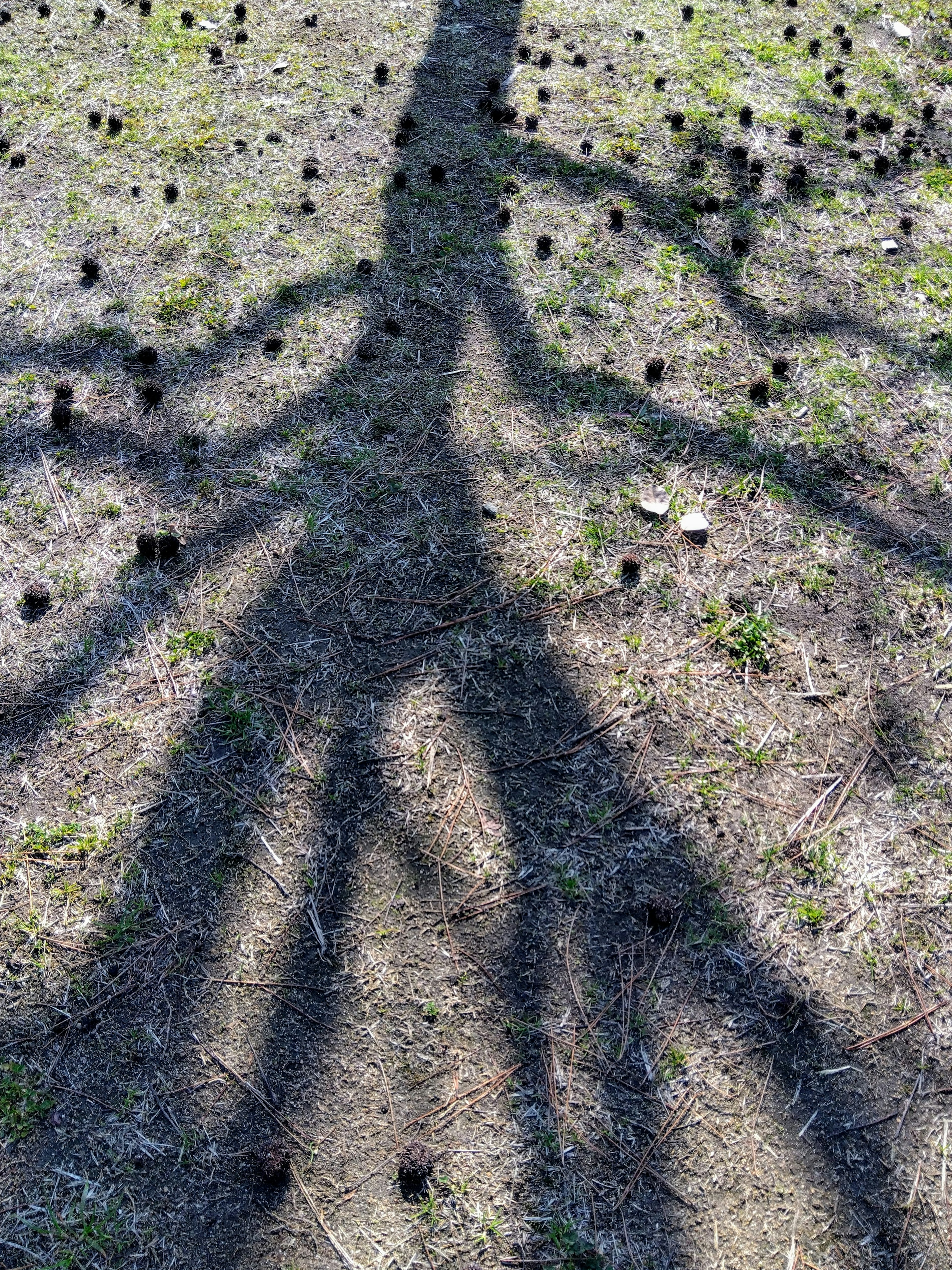 Sombra de árbol extendiéndose sobre el suelo con pequeños objetos dispersos