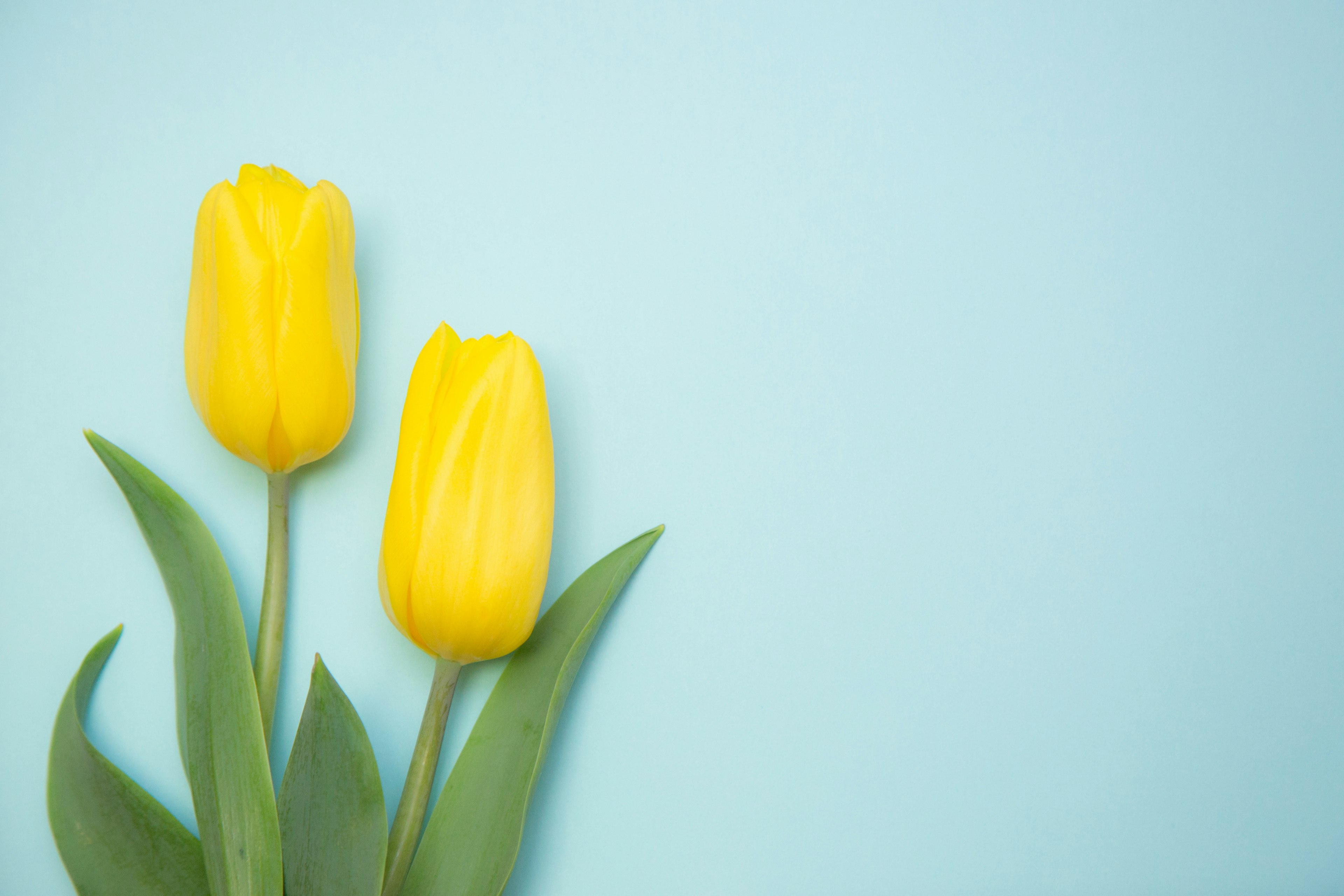 Zwei gelbe Tulpen mit grünen Blättern vor blauem Hintergrund