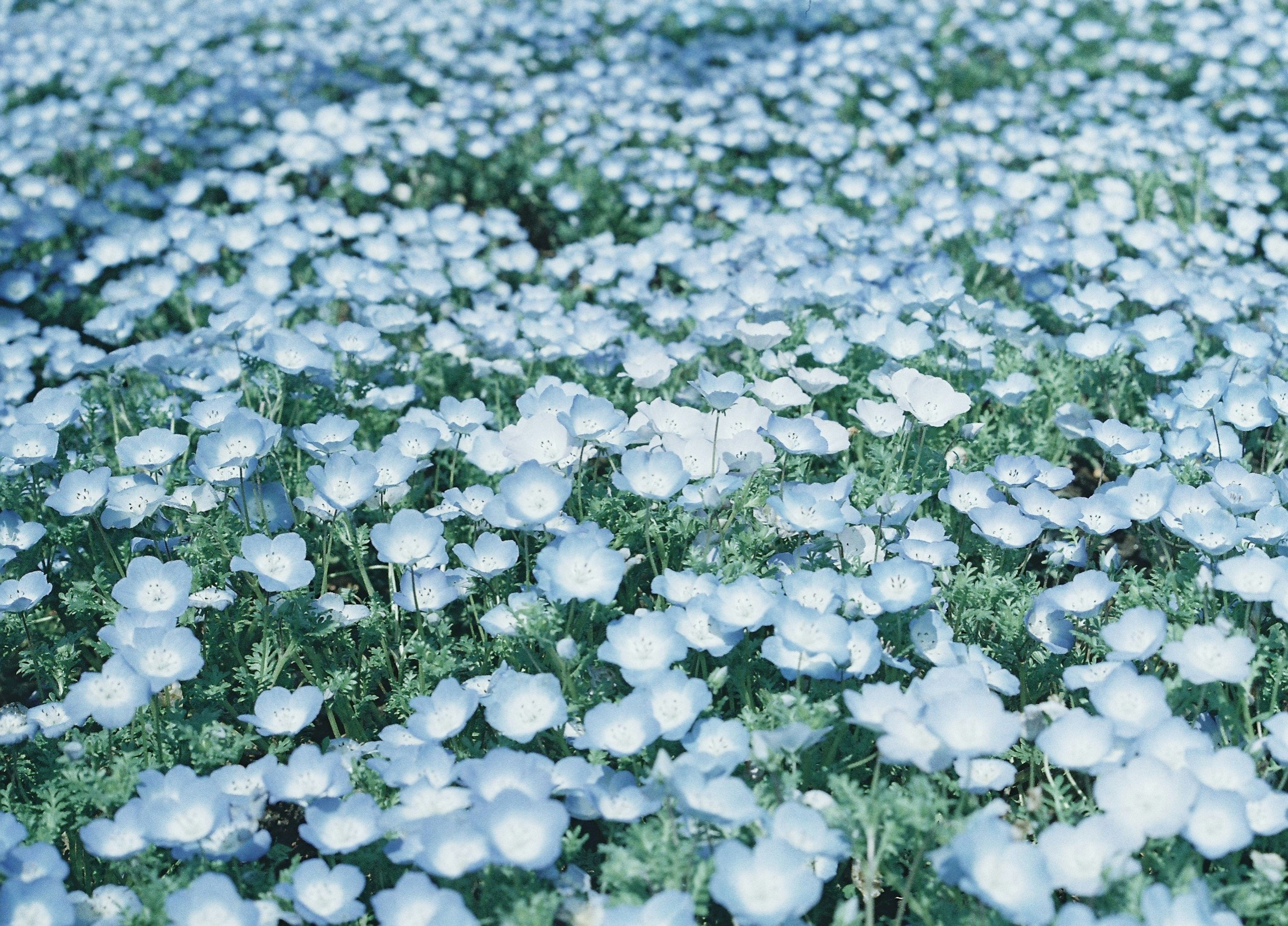 青い花が広がる美しい風景