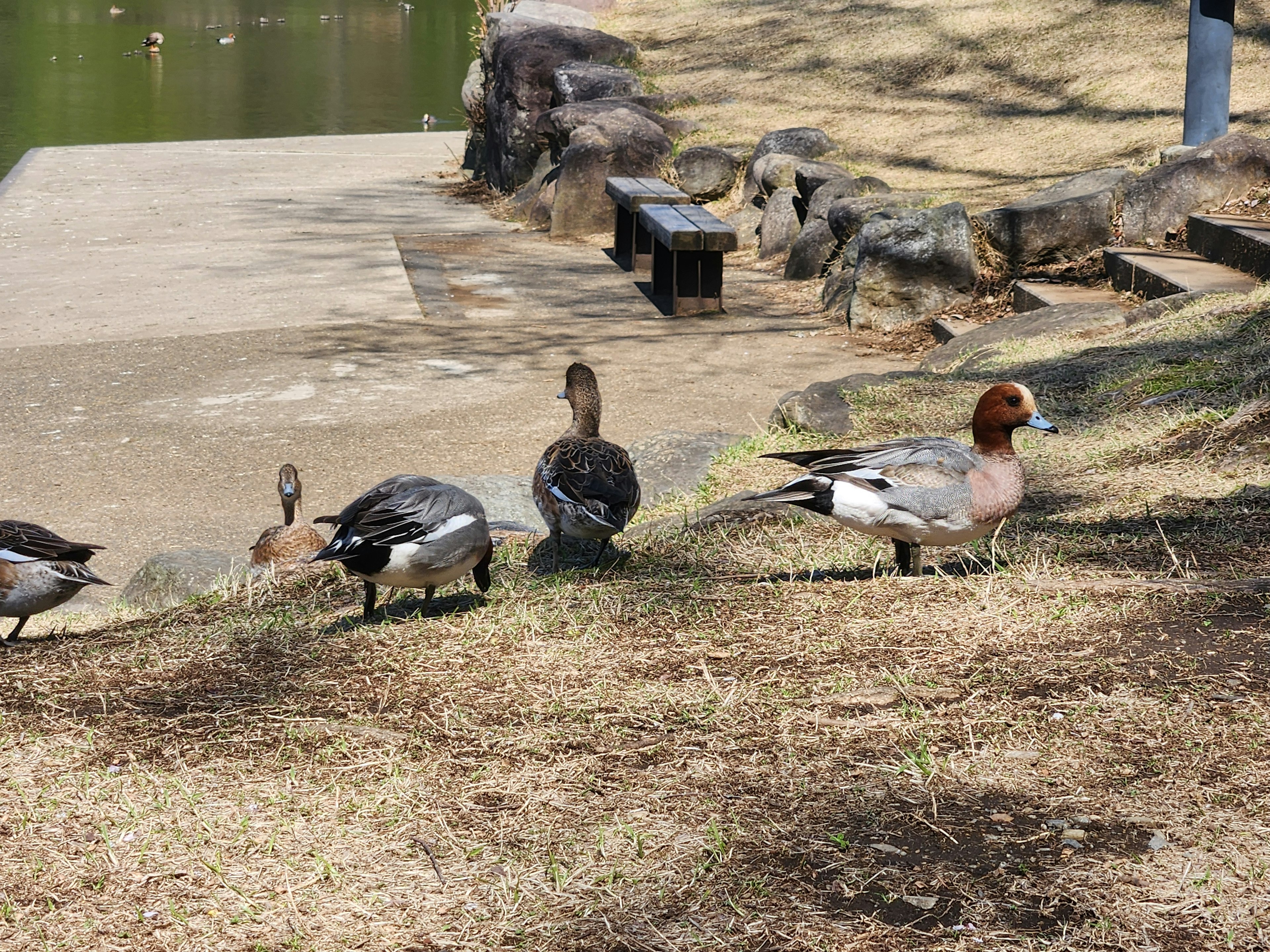 Un grupo de patos en la hierba cerca de un estanque