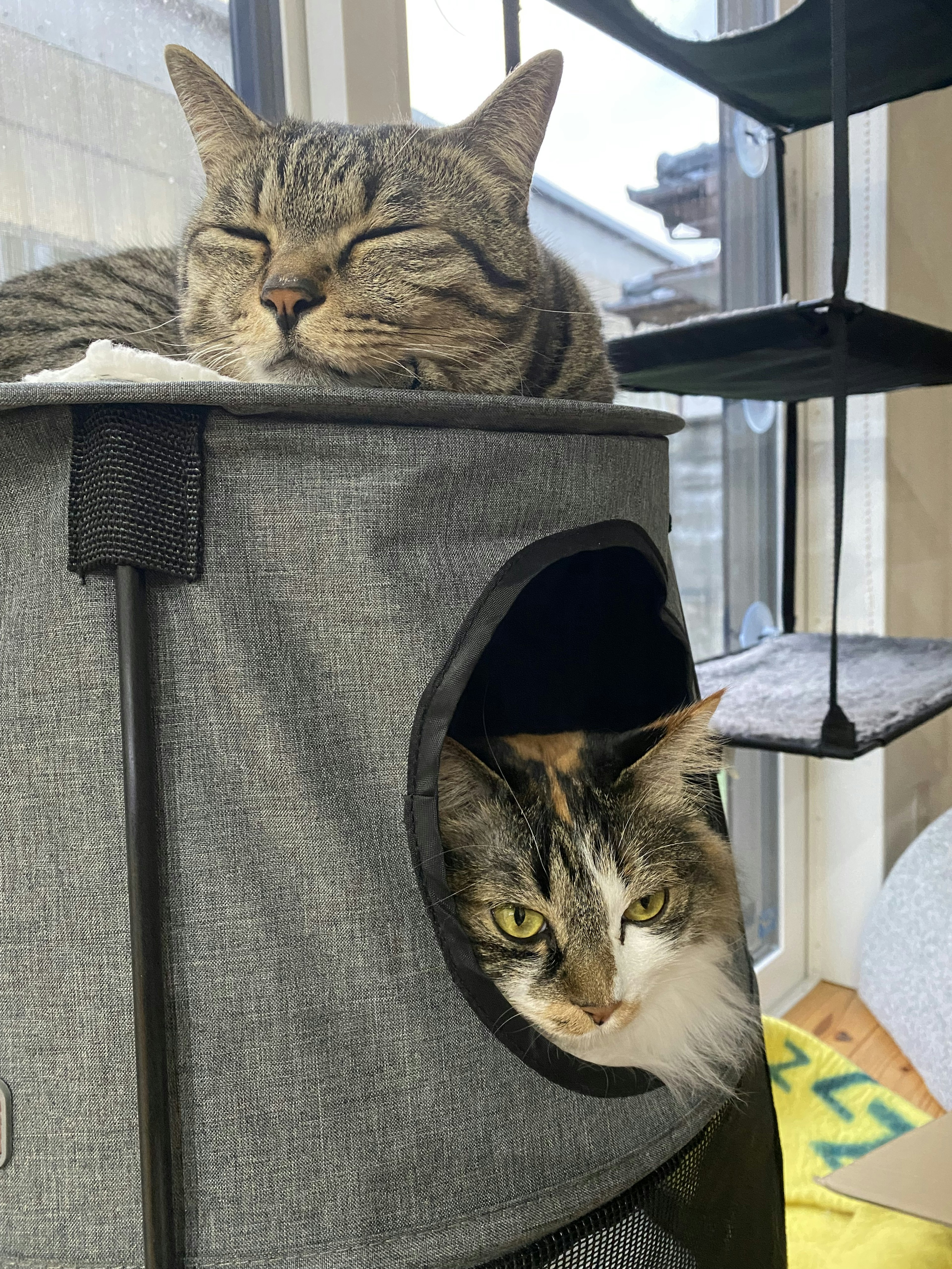 Two cats in a cat tower One tabby cat on top One long-haired cat inside a compartment