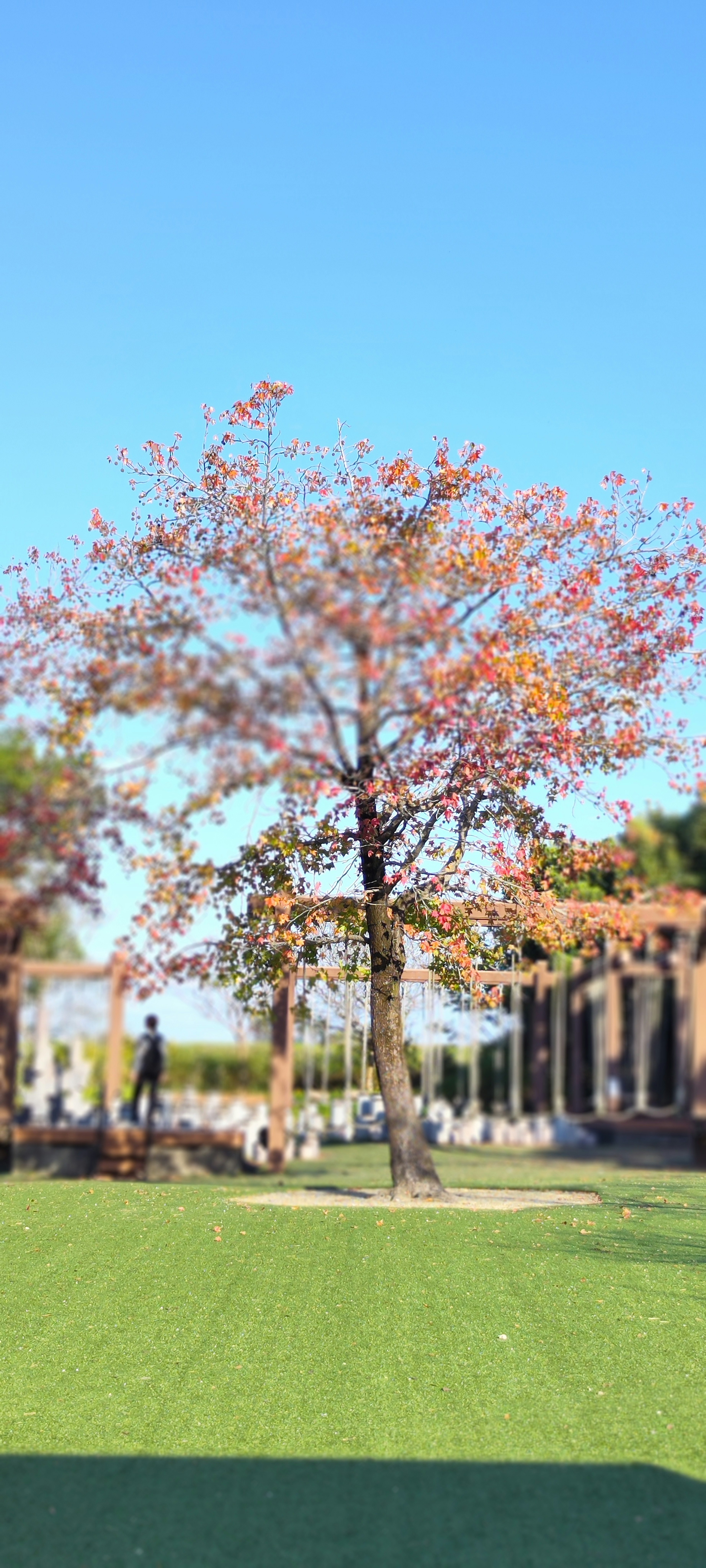 Ein rosa blühender Baum unter einem blauen Himmel mit grünem Gras