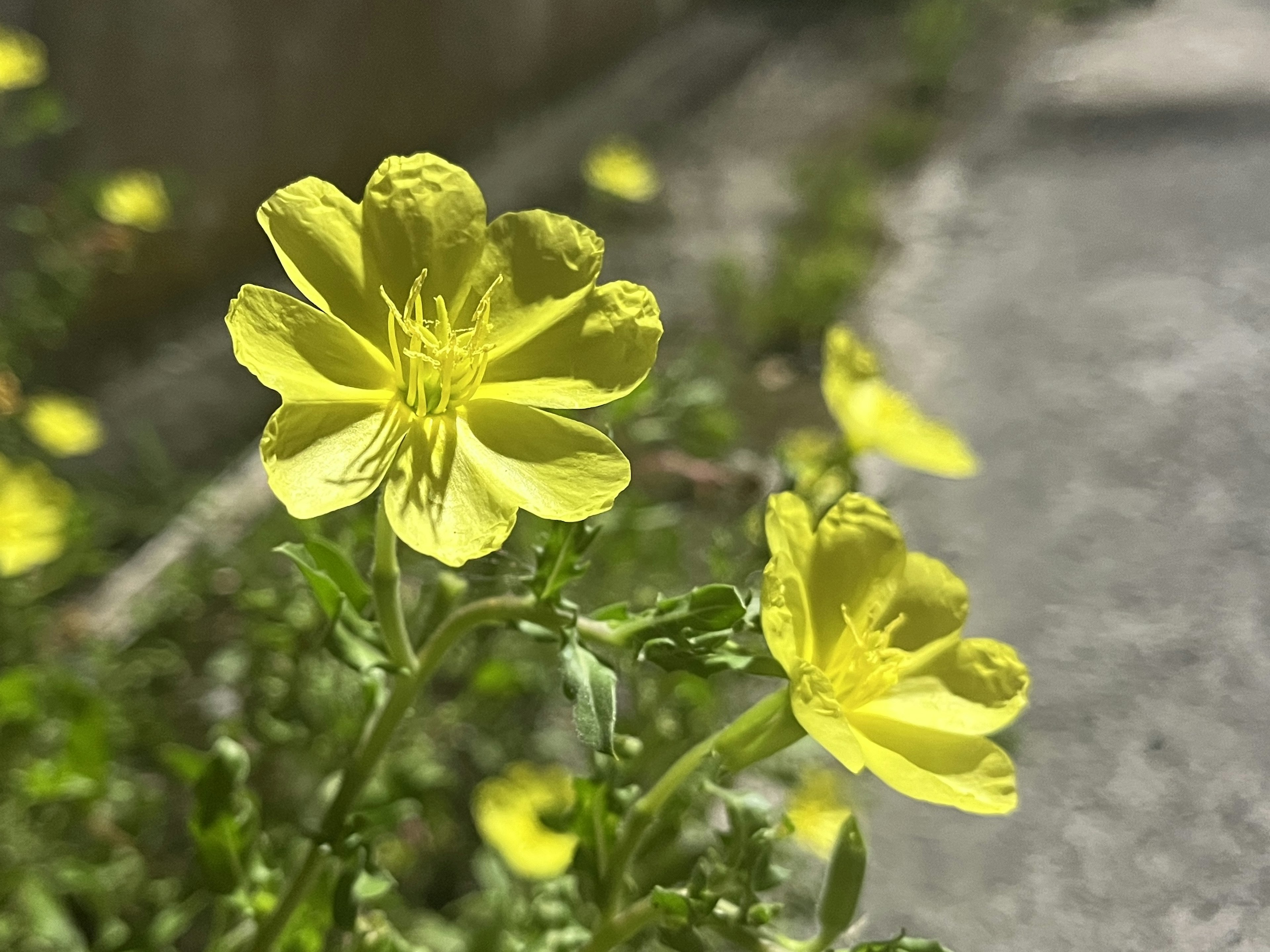 Fleurs jaunes vibrantes fleurissant parmi la verdure