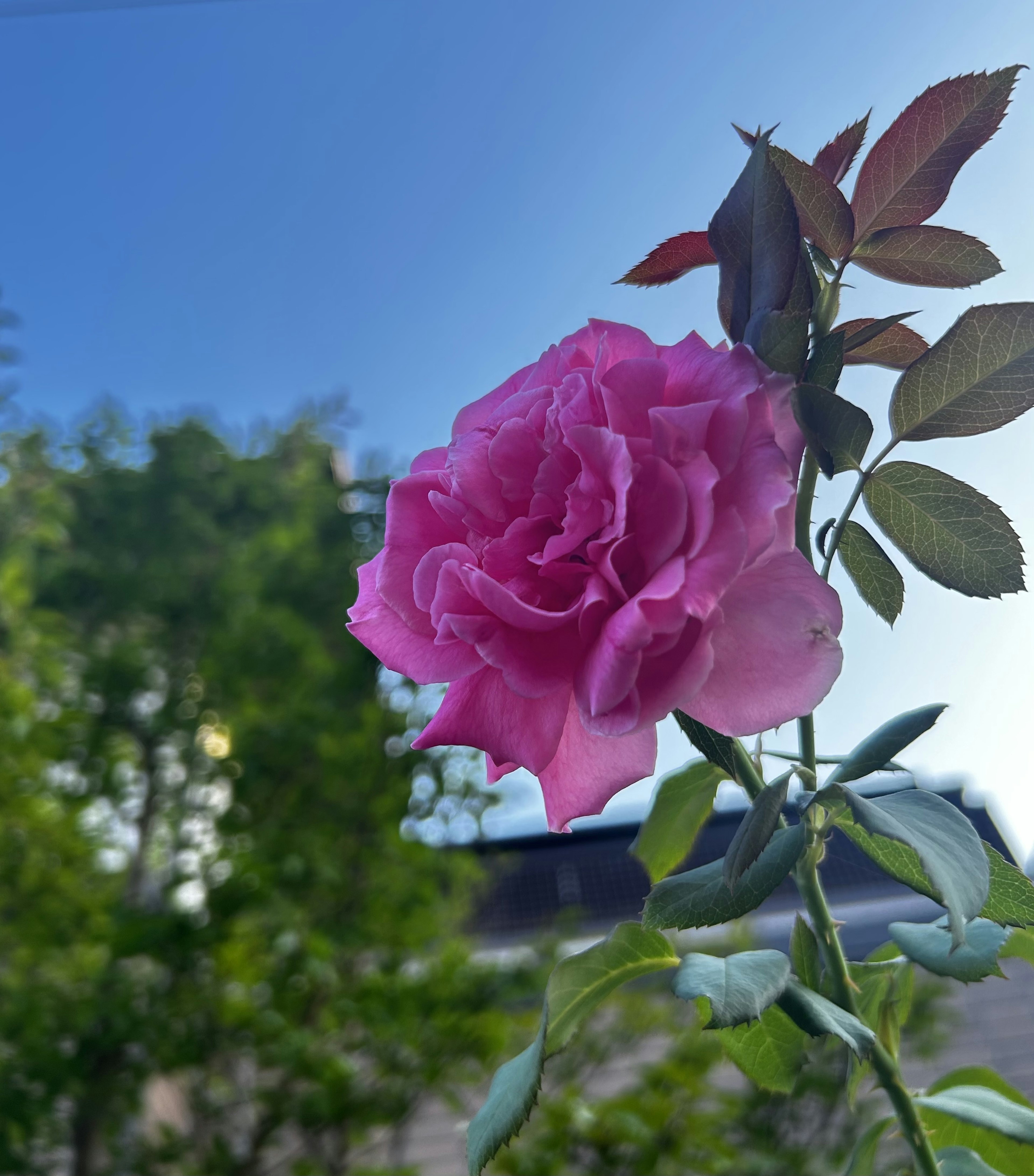 Rose rose fleurissant sous un ciel bleu clair avec des feuilles vertes