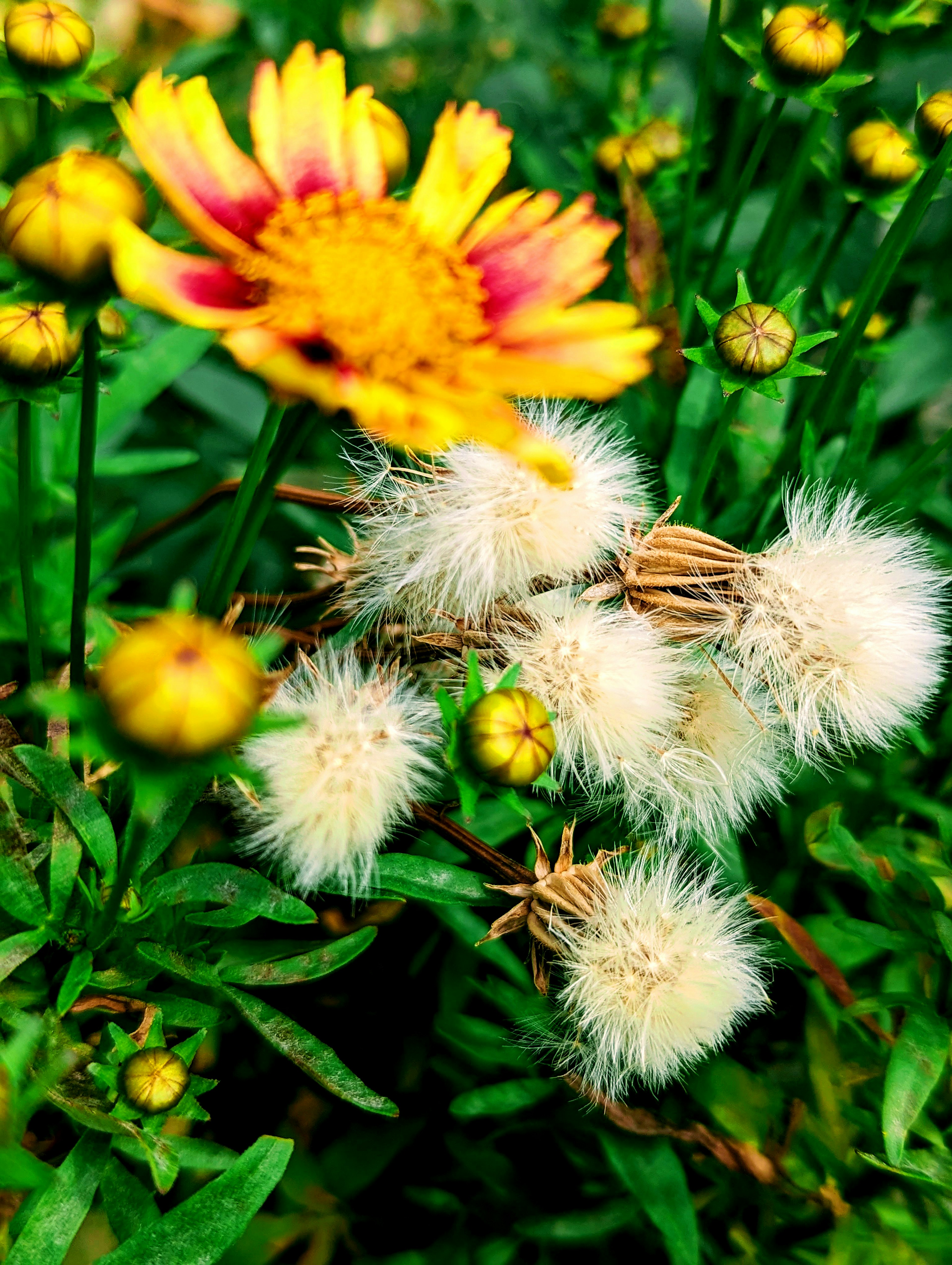 Imagen vibrante que presenta flores coloridas y plantas blancas esponjosas