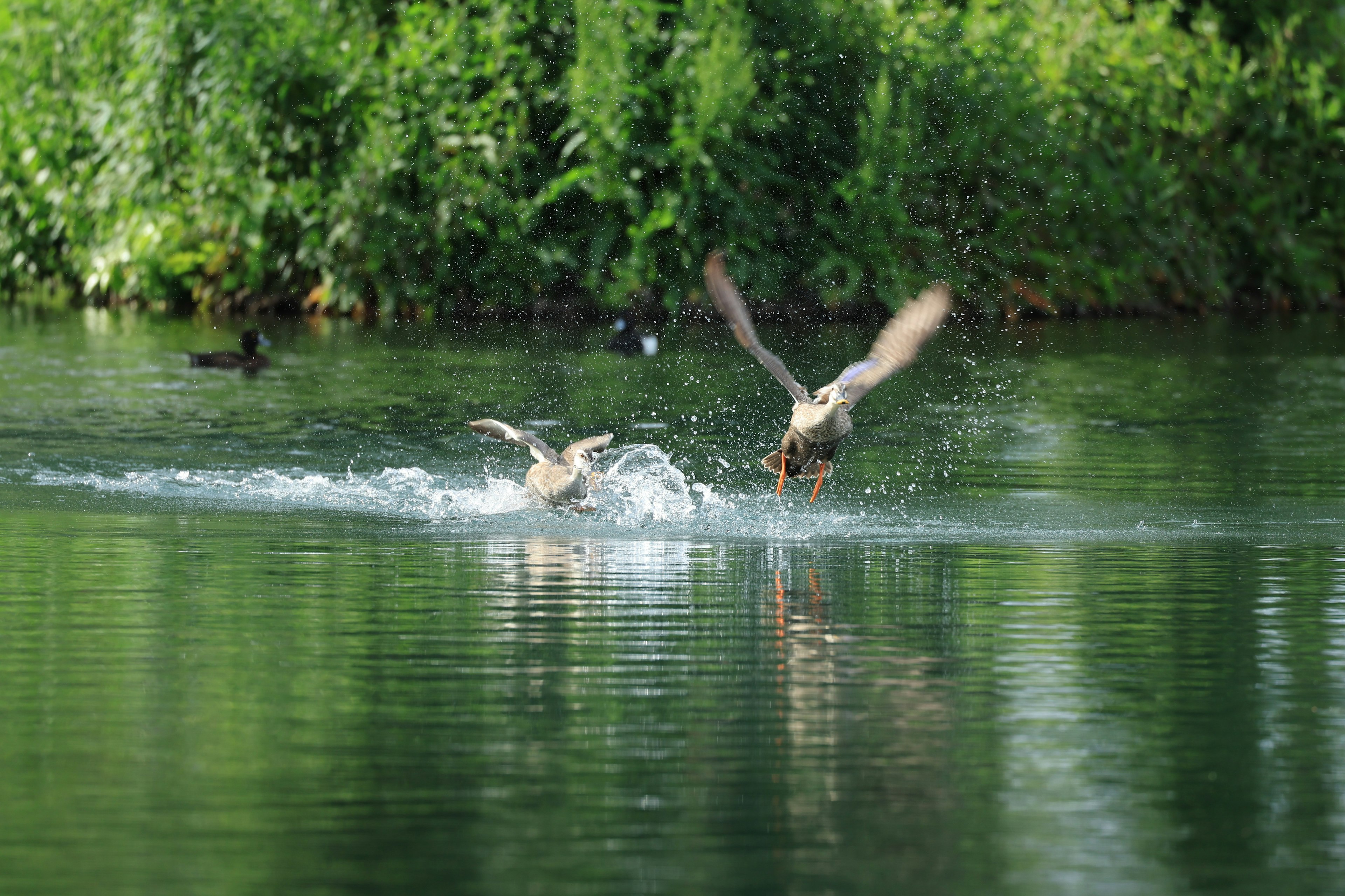 Two birds flapping on the water surface with a green background