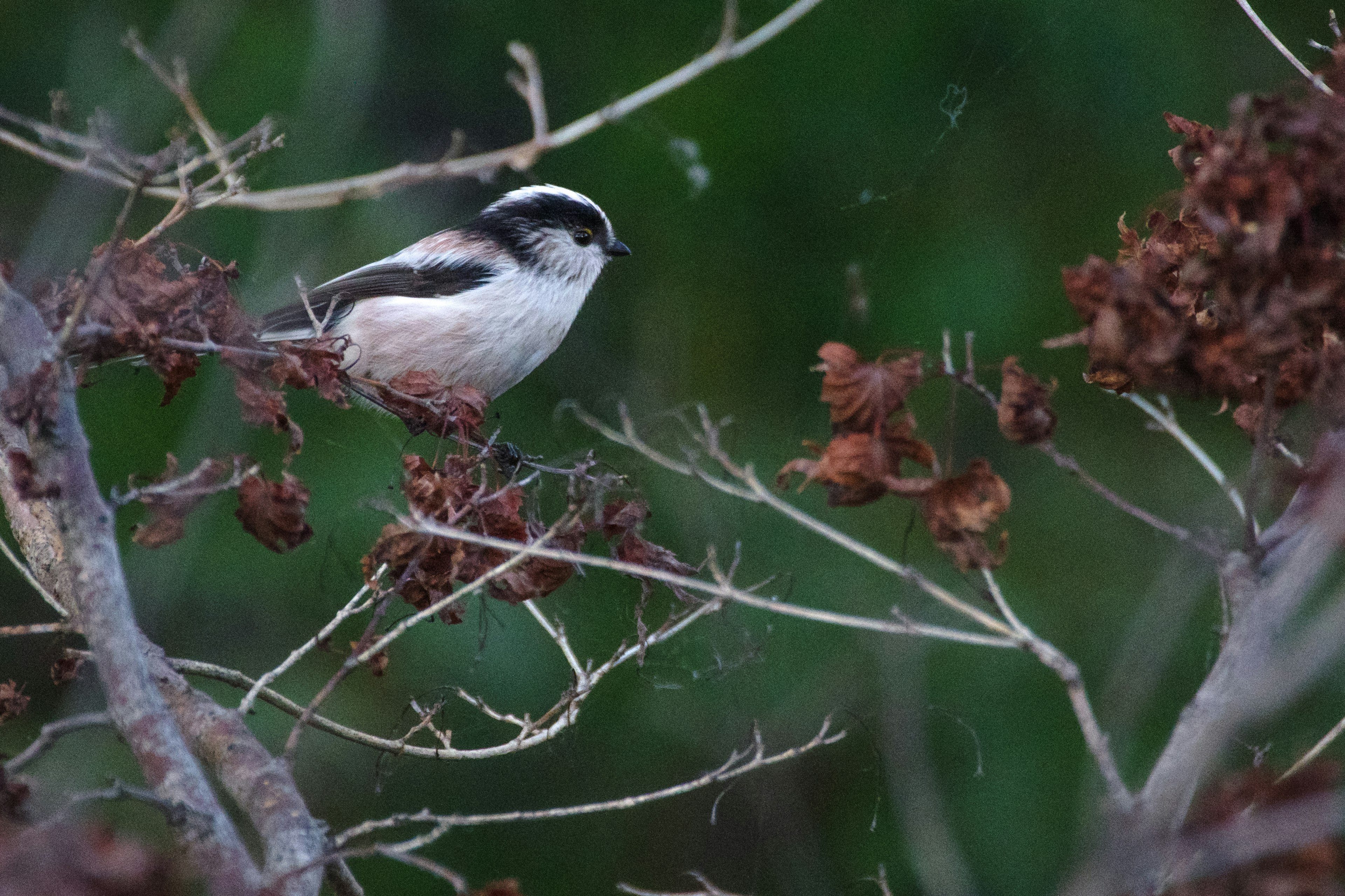 A small bird perched on branches with dried flowers