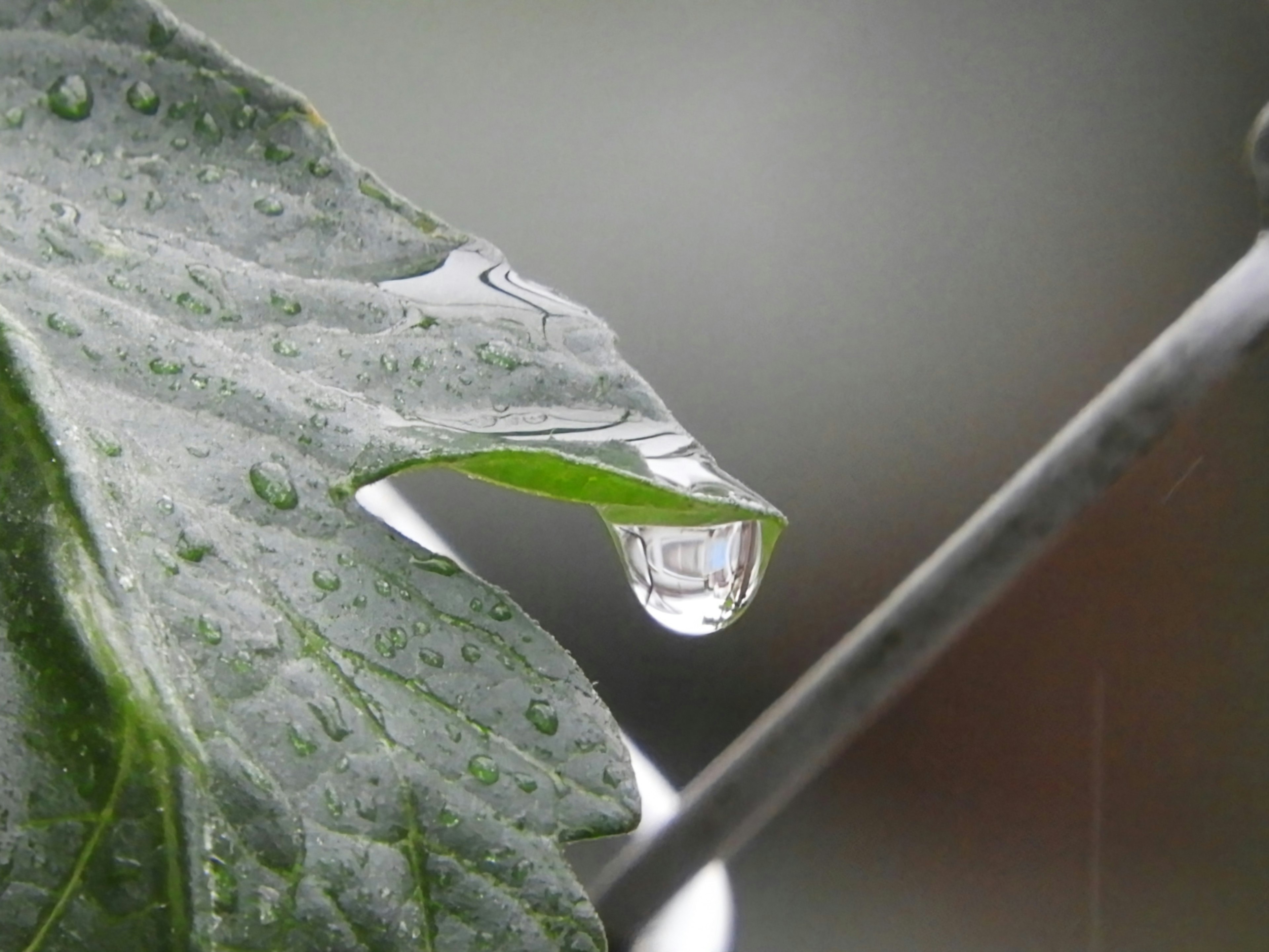 Grünes Blatt mit einem Wassertropfen, der an der Spitze hängt