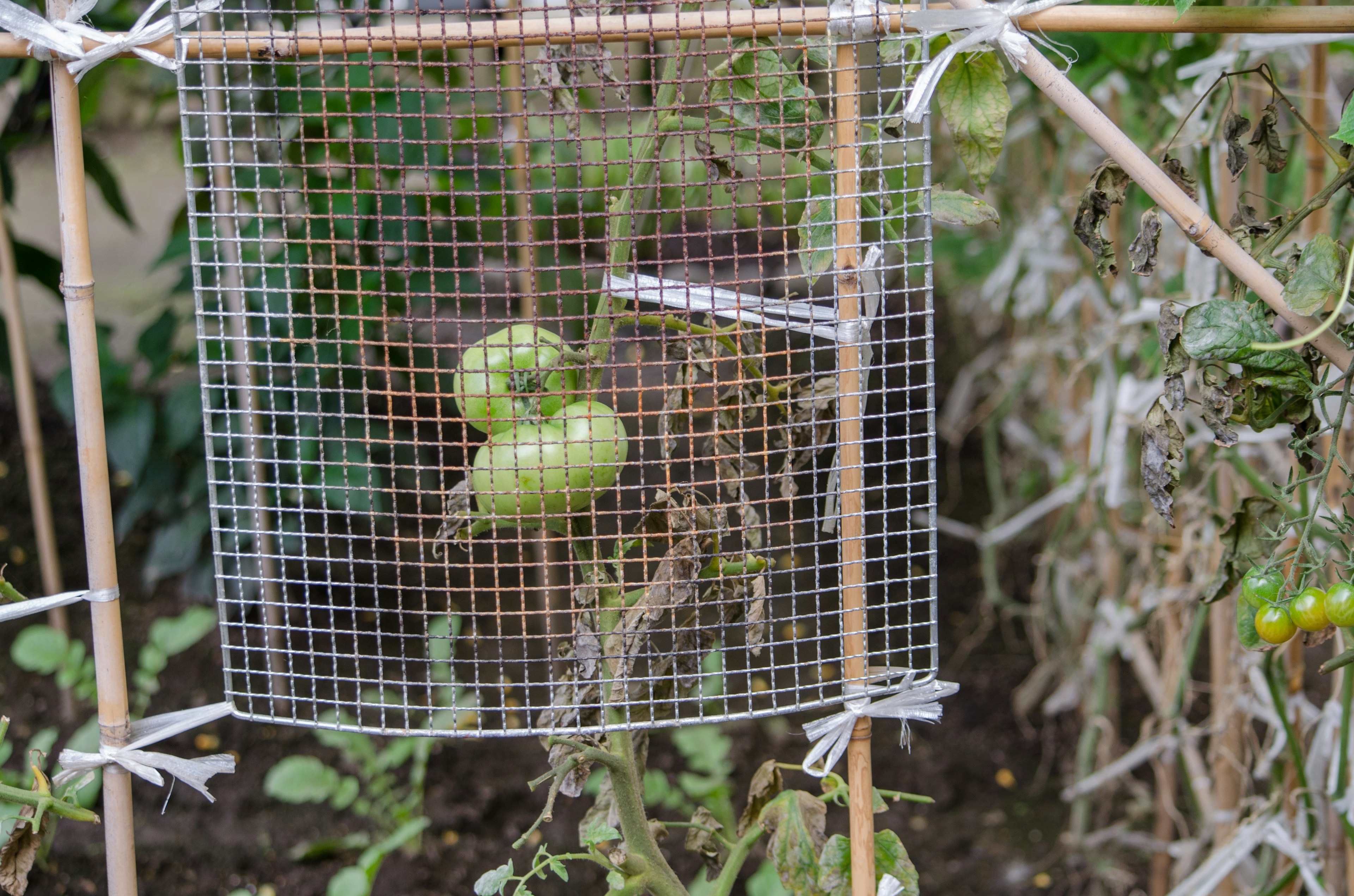 Pomodori verdi racchiusi in una rete metallica in un giardino