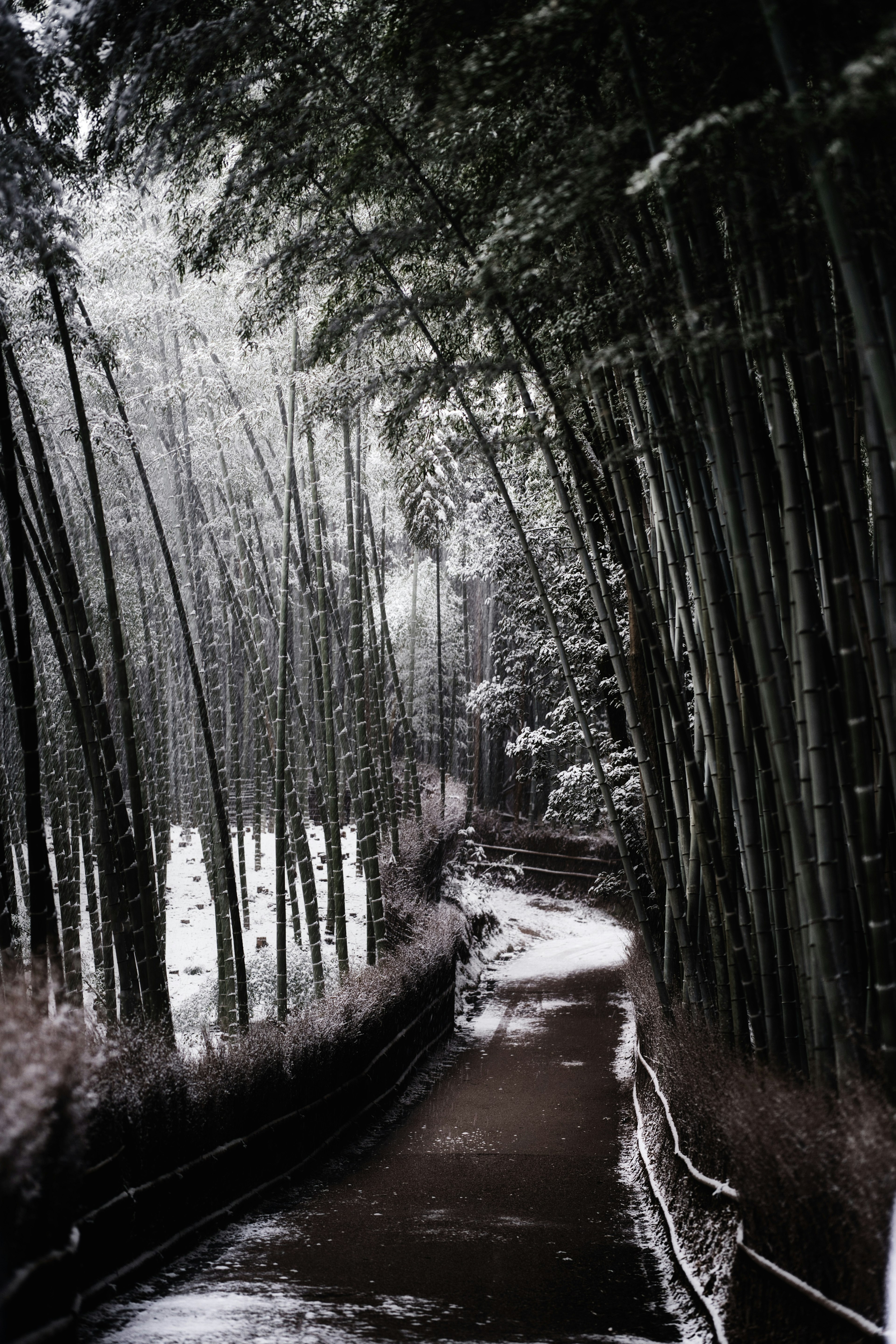 A snow-covered bamboo path winding through a forest