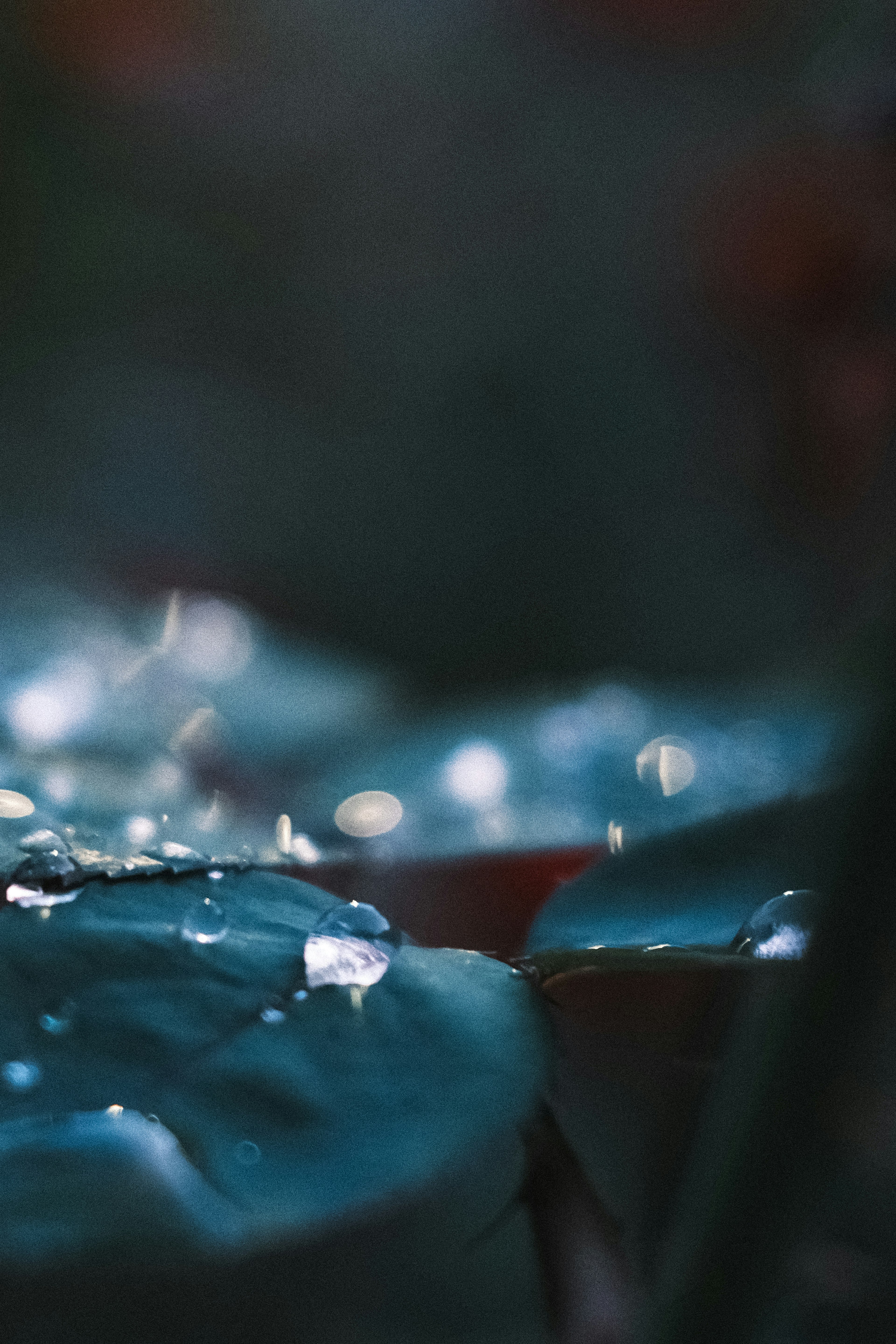 Close-up daun dengan tetesan air daun hijau mengkilap menonjol