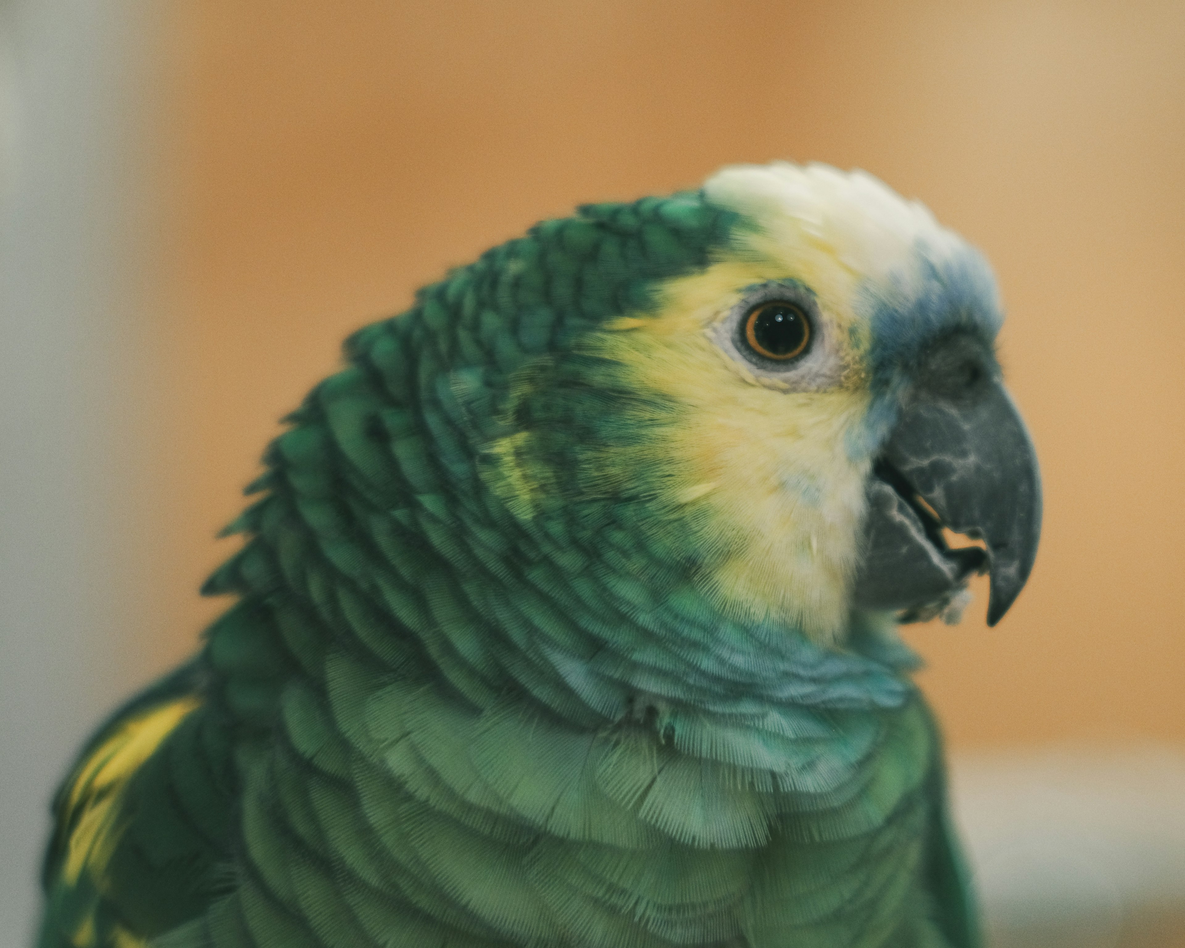 Gros plan d'un perroquet vert avec une tache jaune sur la tête