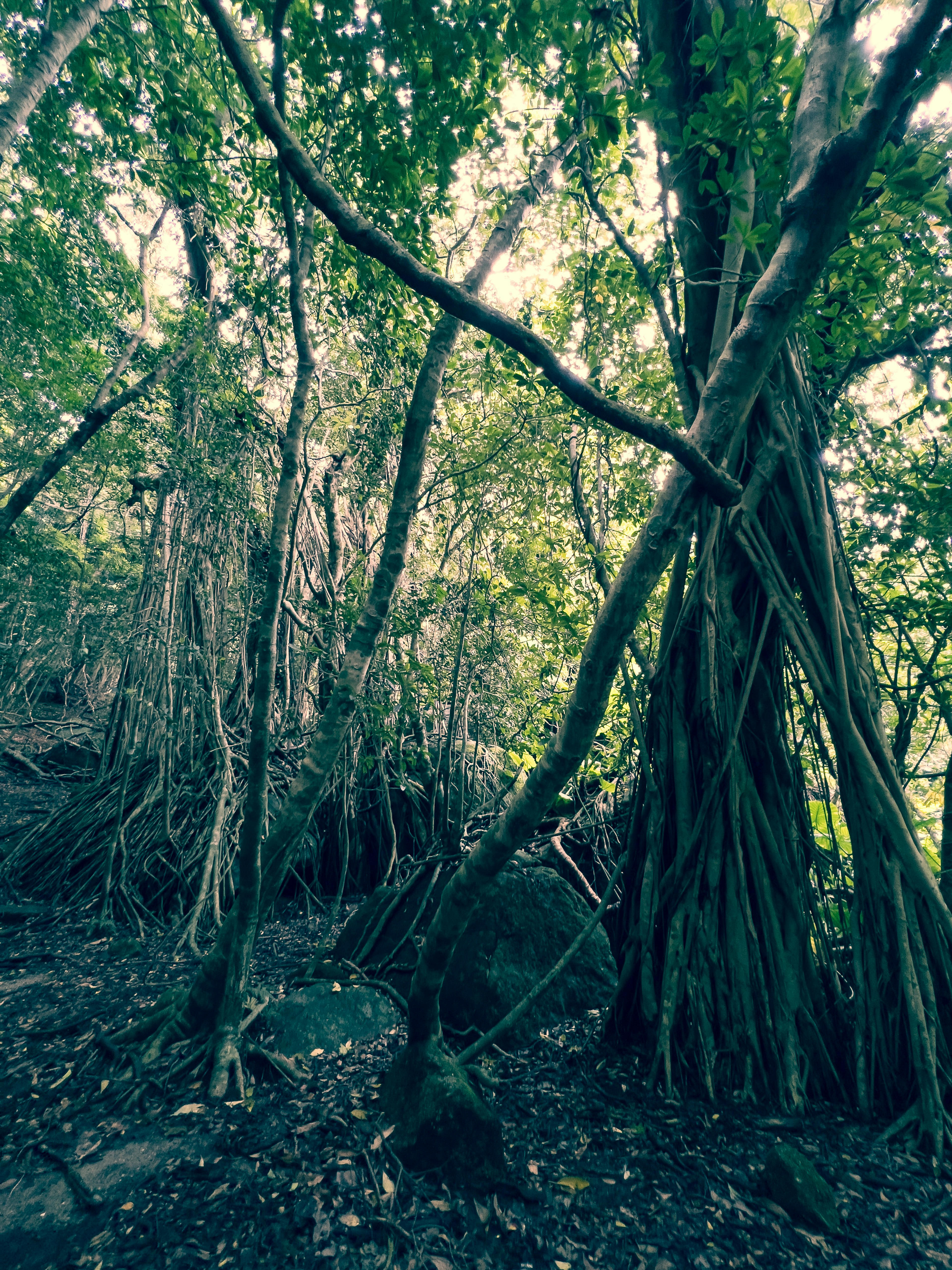 Pemandangan hutan dengan akar pohon yang saling terkait dan dedaunan hijau yang subur