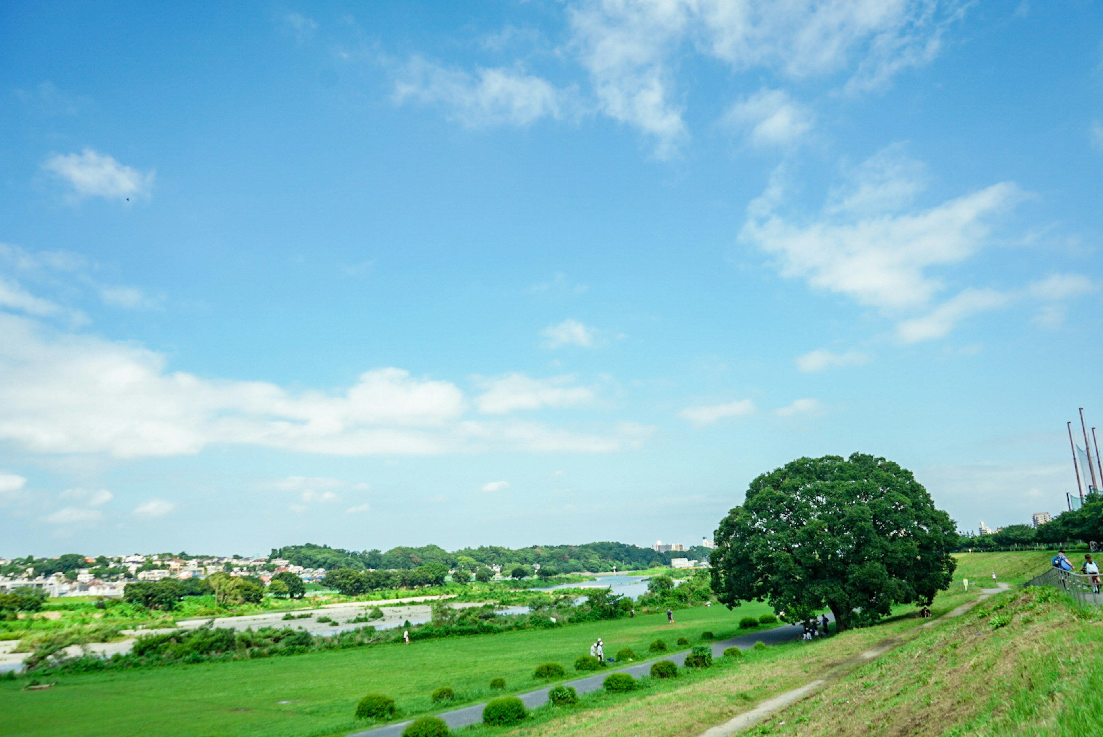 緑豊かな風景と青空の下に広がる草原と大きな木