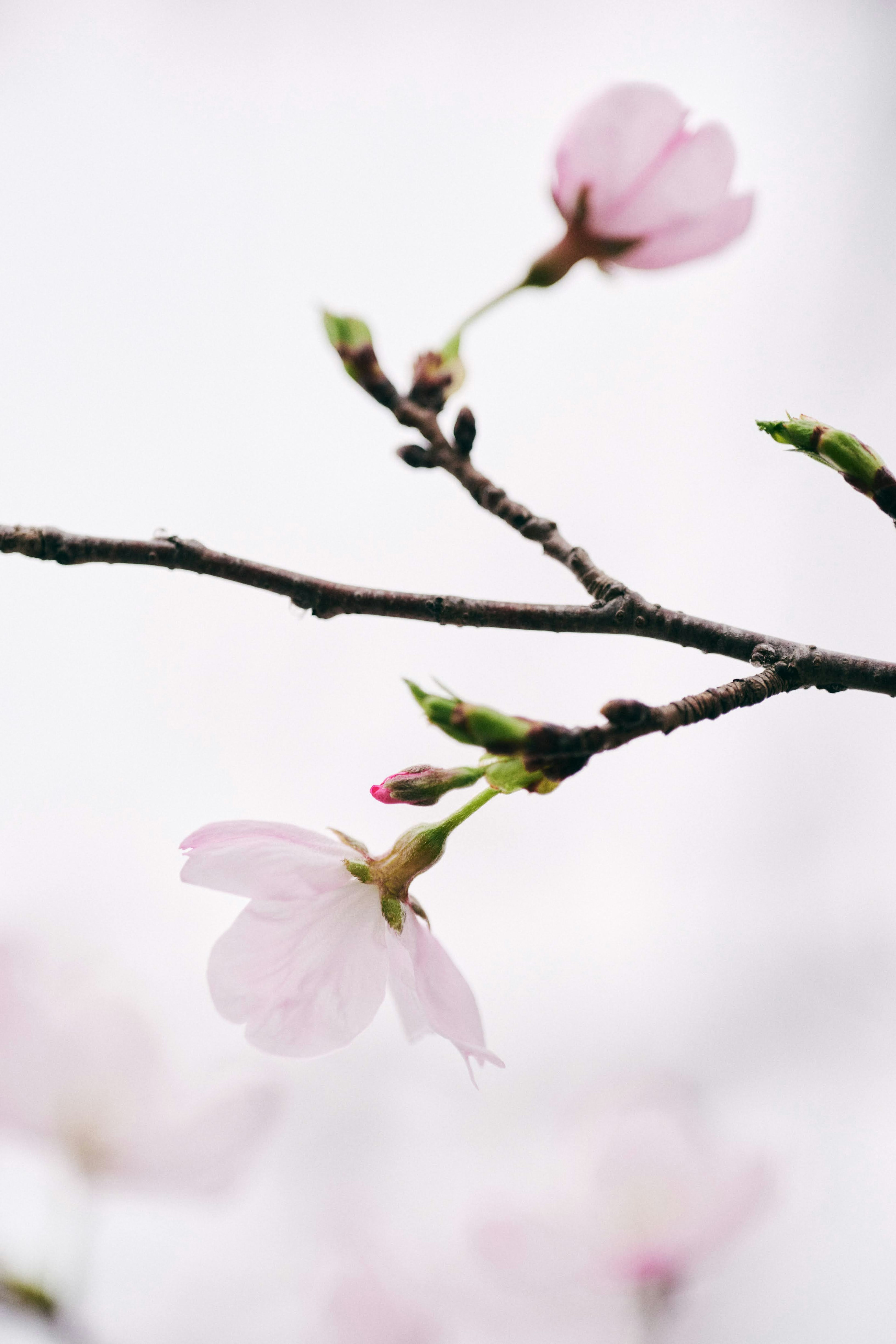 Cherry blossoms and buds on a branch