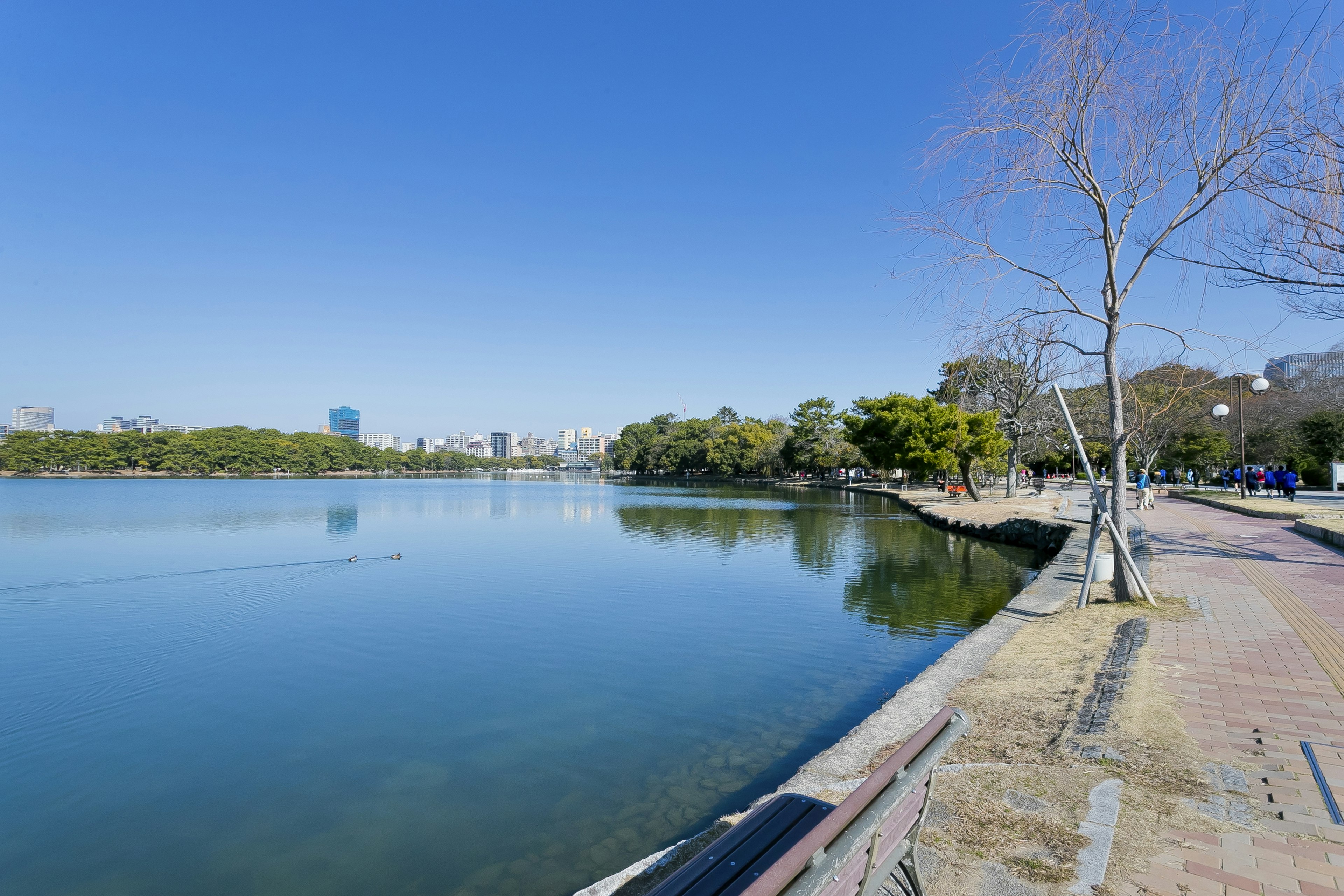 静かな湖の景色と青空の下の遊歩道