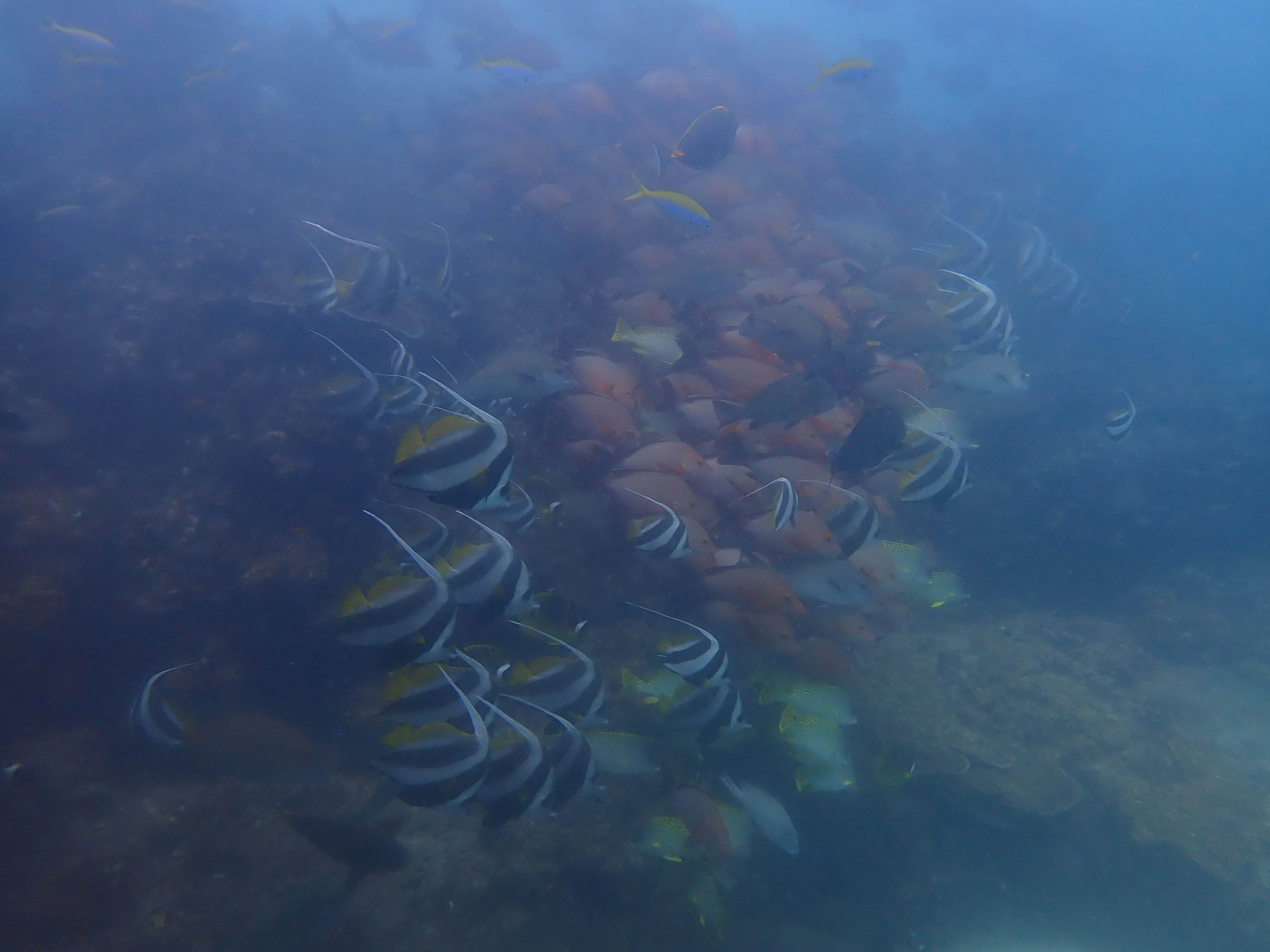 Bunte Fische schwimmen unter Wasser zwischen Korallen